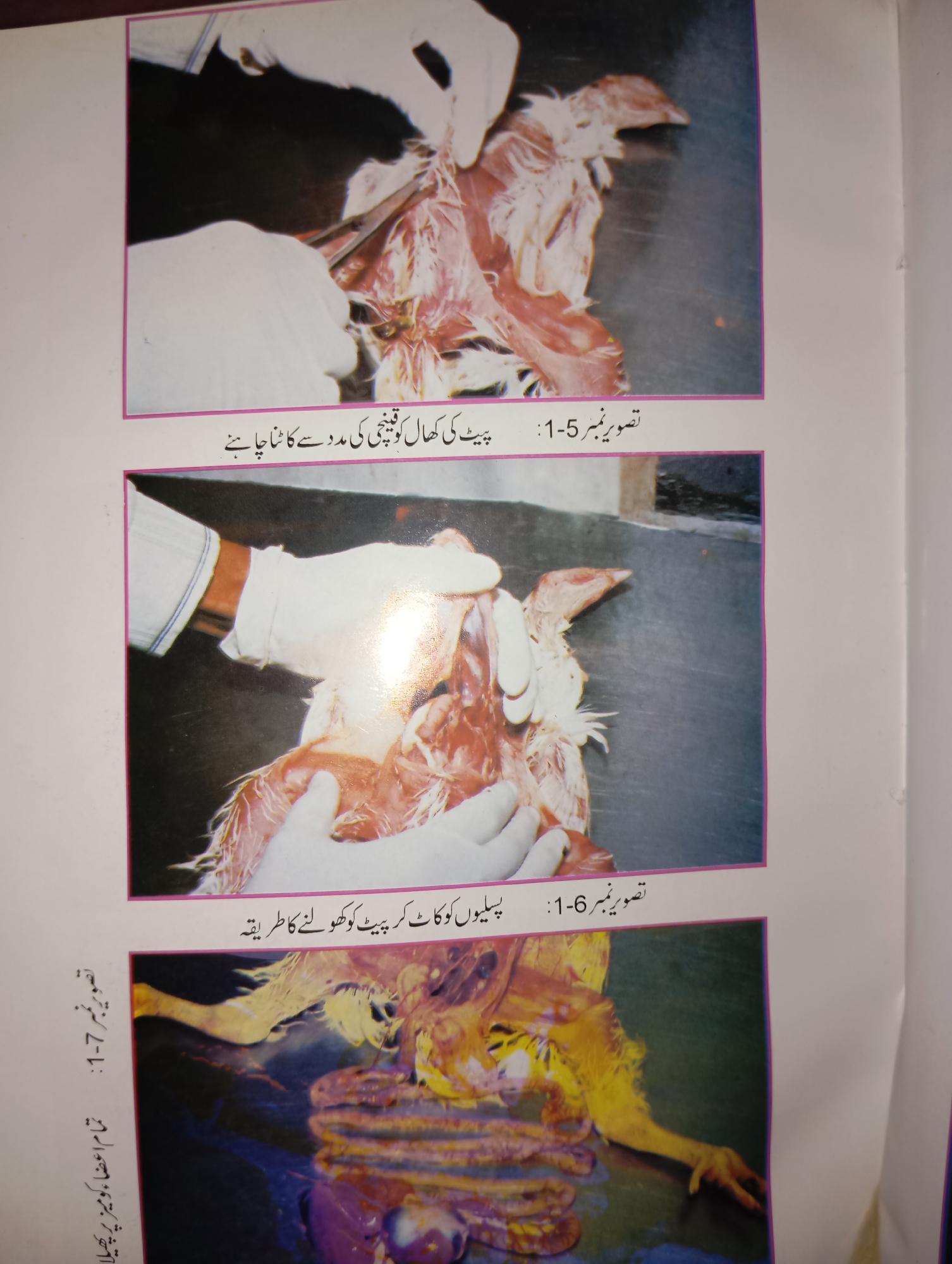 The image contains three distinct photographs arranged vertically, each with Urdu text captions. The photographs appear to be from a medical or biological context, likely related to anatomy or dissection.
The top photograph shows a close-up of a partially dissected chicken. Two hands, one wearing a white glove and the other gloved and holding surgical scissors, are manipulating the internal organs and tissues of the chicken, which is laid out on a metallic surface. The caption below this image reads "تصویر نمبر 5-1: پیٹ کی کھال کو قینچی کی مدد سے کاٹنا چاہئیے۔" which translates to "Picture Number 1-5: The abdominal skin should be cut with scissors."
The middle photograph also depicts a dissection of a chicken. Similar to the top image, gloved hands are visible, carefully working with the bird's internal anatomy. The caption beneath this image states "تصویر نمبر 6-1: پسلیوں کو کاٹ کر پیٹ کو کھولنے کا طریقہ" which translates to "Picture Number 1-6: Method of cutting the ribs to open the abdomen."
The bottom photograph shows a more extensive view of the dissected chicken, with its internal organs exposed and arranged on a dark surface. The overall color palette of this photograph is warmer, with yellow and orange hues dominating the exposed tissues. The caption for this image, located to the left and vertically oriented, reads "تصویر نمبر 7-1: تمام اعضاء کو میڈیز پر پھیلانا" which translates to "Picture Number 1-7: Spreading all organs on the median."
There is no visual information in the image that indicates a specific location in the city of Mansehra, Pakistan. The context appears to be an instructional or scientific setting, not an outdoor or public environment.