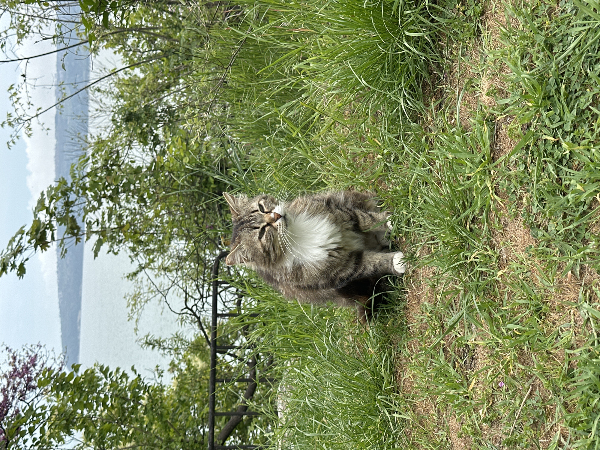 A medium-sized, long-haired, gray and white tabby cat sits in green grass. The cat has white paws and a large white bib. The cat is facing the camera. The background includes trees, a dark metal fence, and a body of water. This location is in Varna, Bulgaria.