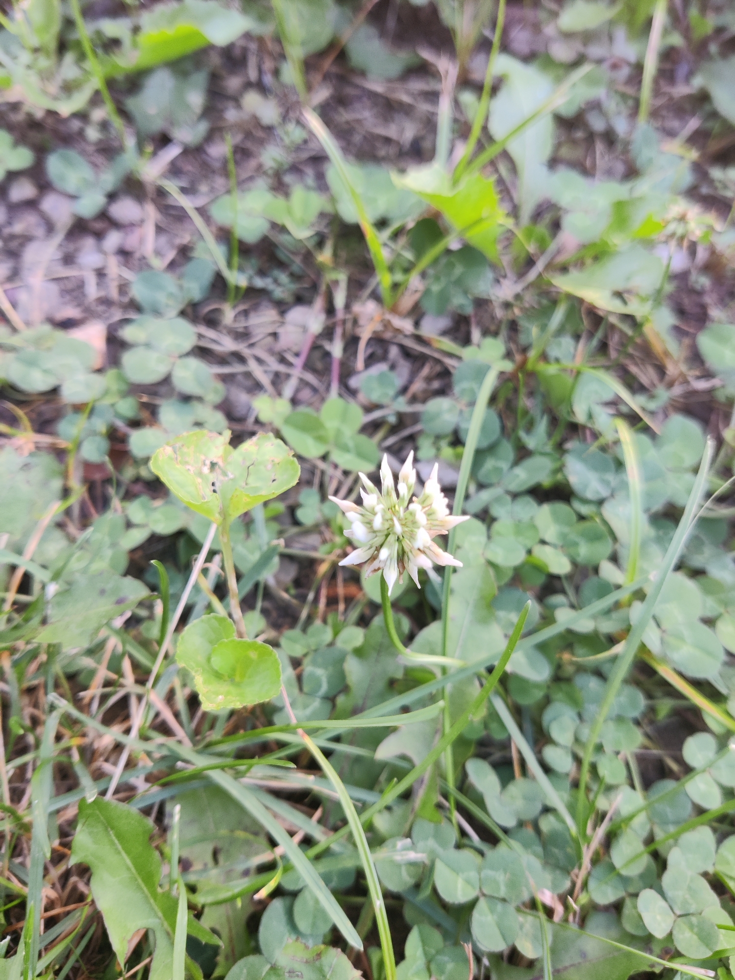 A close-up, vertical, eye-level shot captures a white clover flower head in the center, surrounded by green clover leaves and blades of grass. The flower head, composed of small, delicate white petals, is slightly off-center to the right and angled upwards. Some of the petals are tinged with pink or brown, suggesting the flower is past its peak. To the left of the flower, a single, heart-shaped green leaf with a damaged edge stands out. The ground beneath is a mix of dark soil and small, light-colored pebbles. The overall lighting is soft and natural, indicating an outdoor environment, possibly a park or lawn in Lower Paxton Township, USA. The focus is sharp on the clover flower and its immediate surroundings, with the background appearing blurred, suggesting a shallow depth of field. No people or animals are visible in the image.