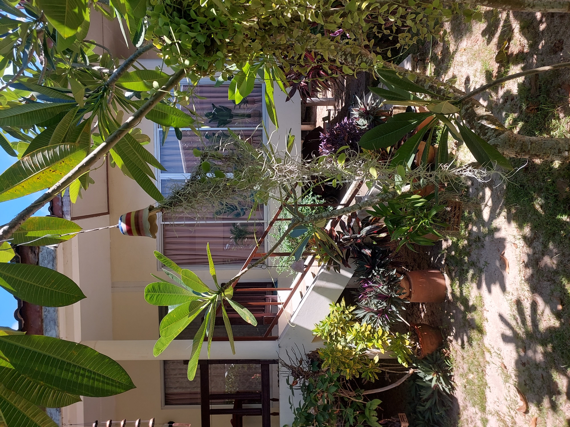 An outdoor medium shot captures a sun-dappled view of a building's exterior and surrounding plants. The building, a light beige structure with white trim, features a light brown tiled roof and several windows with pinkish-brown curtains. A brown railing lines a set of concrete stairs leading up to the building. The foreground is dominated by lush, green foliage, including a prominent plumeria tree with large, ovate leaves. Hanging from a branch is a colorful, striped bell. Various potted plants, with leaves in shades of green, yellow, and deep purple, are arranged on the sandy ground and around the base of the stairs. A delicate vine with small green leaves cascades from a tree on the right. The ground is a mix of sand and patchy grass, with fallen leaves scattered about. Sunlight casts dappled shadows from the leaves onto the ground. The scene appears to be a serene, tropical setting, likely in Baan Mae Nam, Thailand, given the lush vegetation and architectural style. No people are visible in the image.