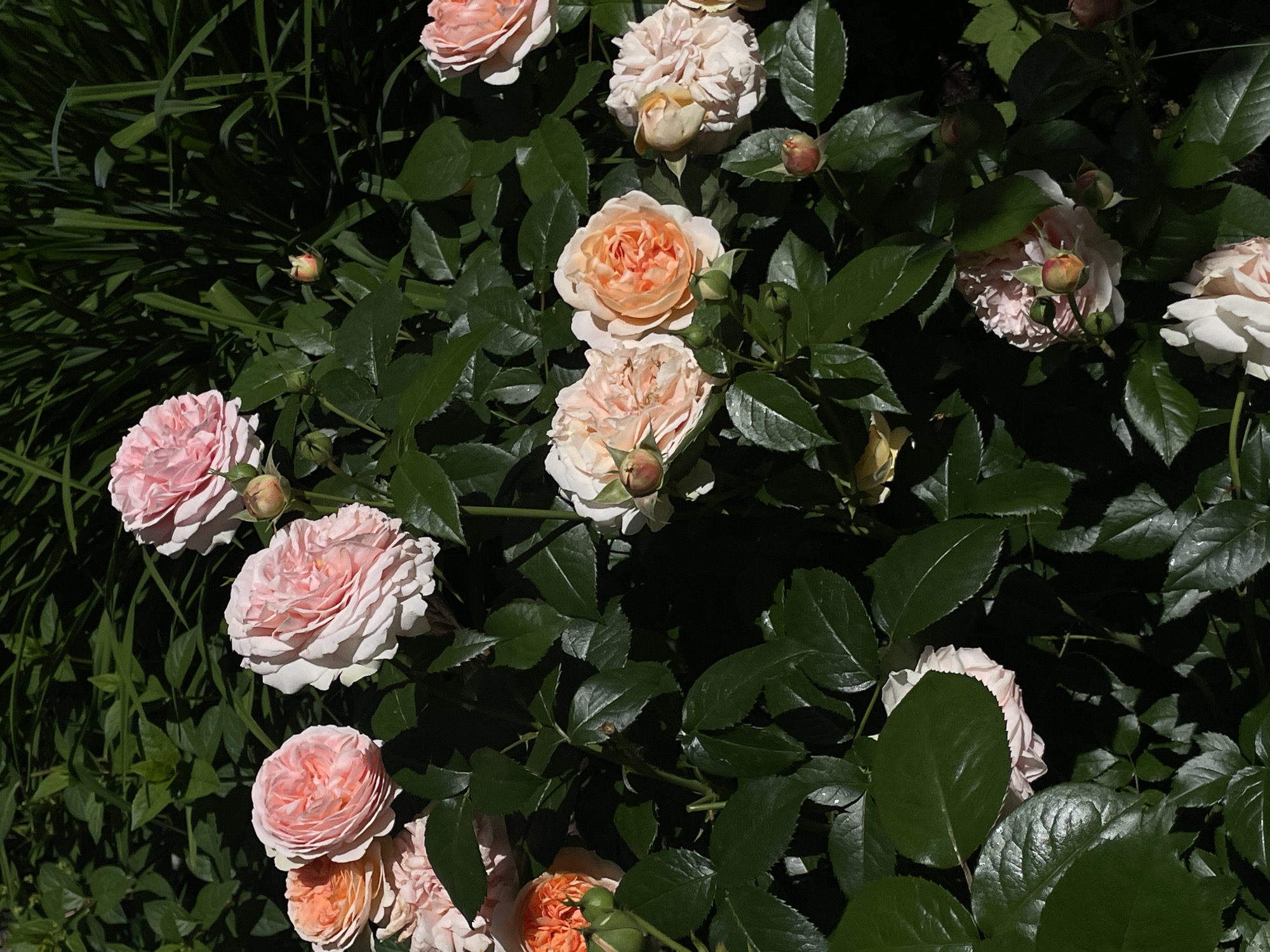 A close-up, high-angle shot captures a cluster of pink and orange roses with lush green leaves under bright sunlight. The roses are in various stages of bloom, with some fully open and others appearing as buds. The background consists of out-of-focus dark green foliage. The image is devoid of any human presence or activity, and there is no indication of the specific location, including Moscow, Russia. The scene is purely botanical.