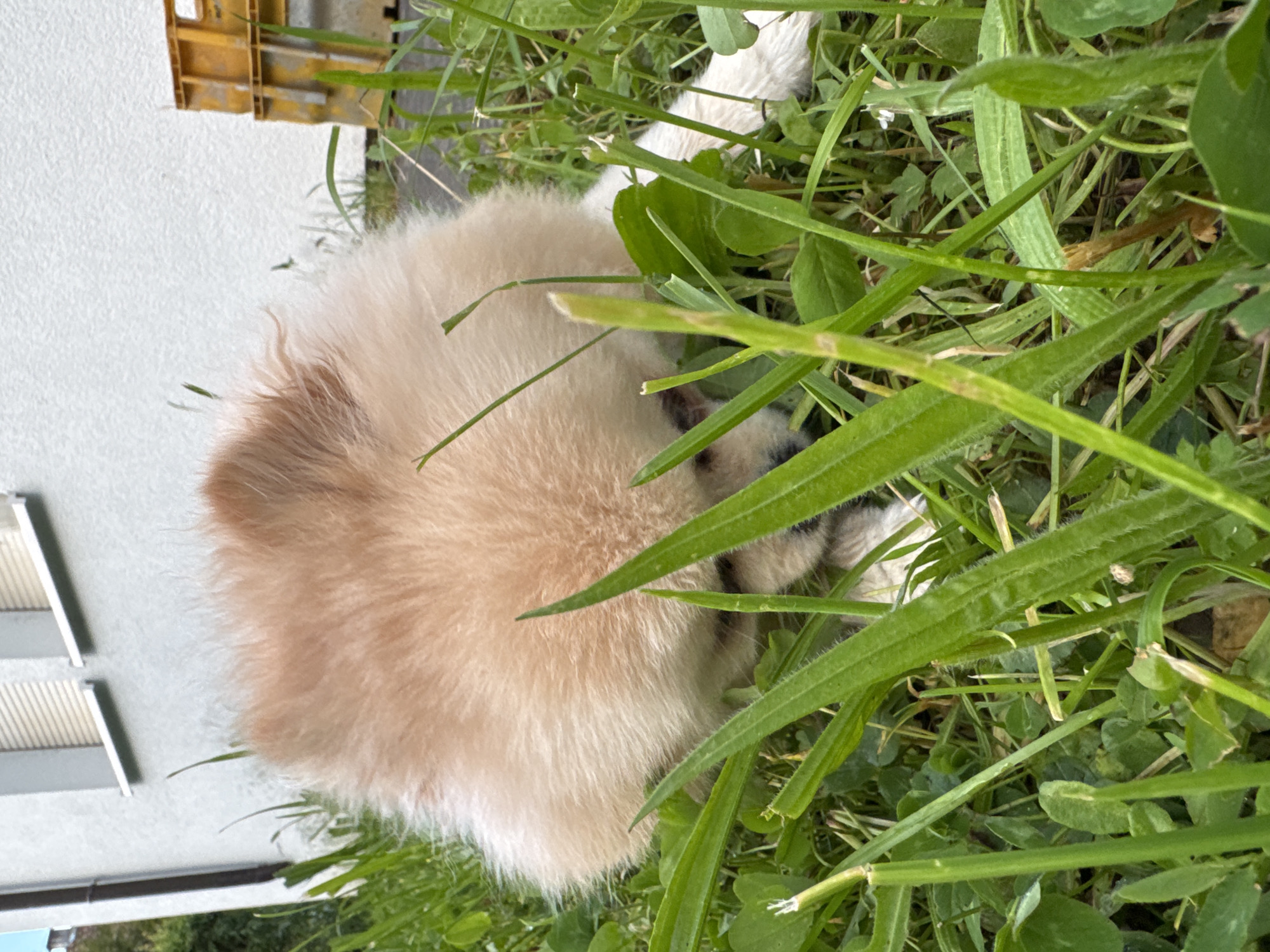 A fluffy, tan and white Pomeranian dog is curled up and resting in a patch of grass. The dog is partially obscured by tall blades of grass and clover leaves. In the background, a white building with a dark green or blue base and a yellow plastic crate are visible. The location is likely Bietigheim-Bissingen, Germany, as per the prompt.