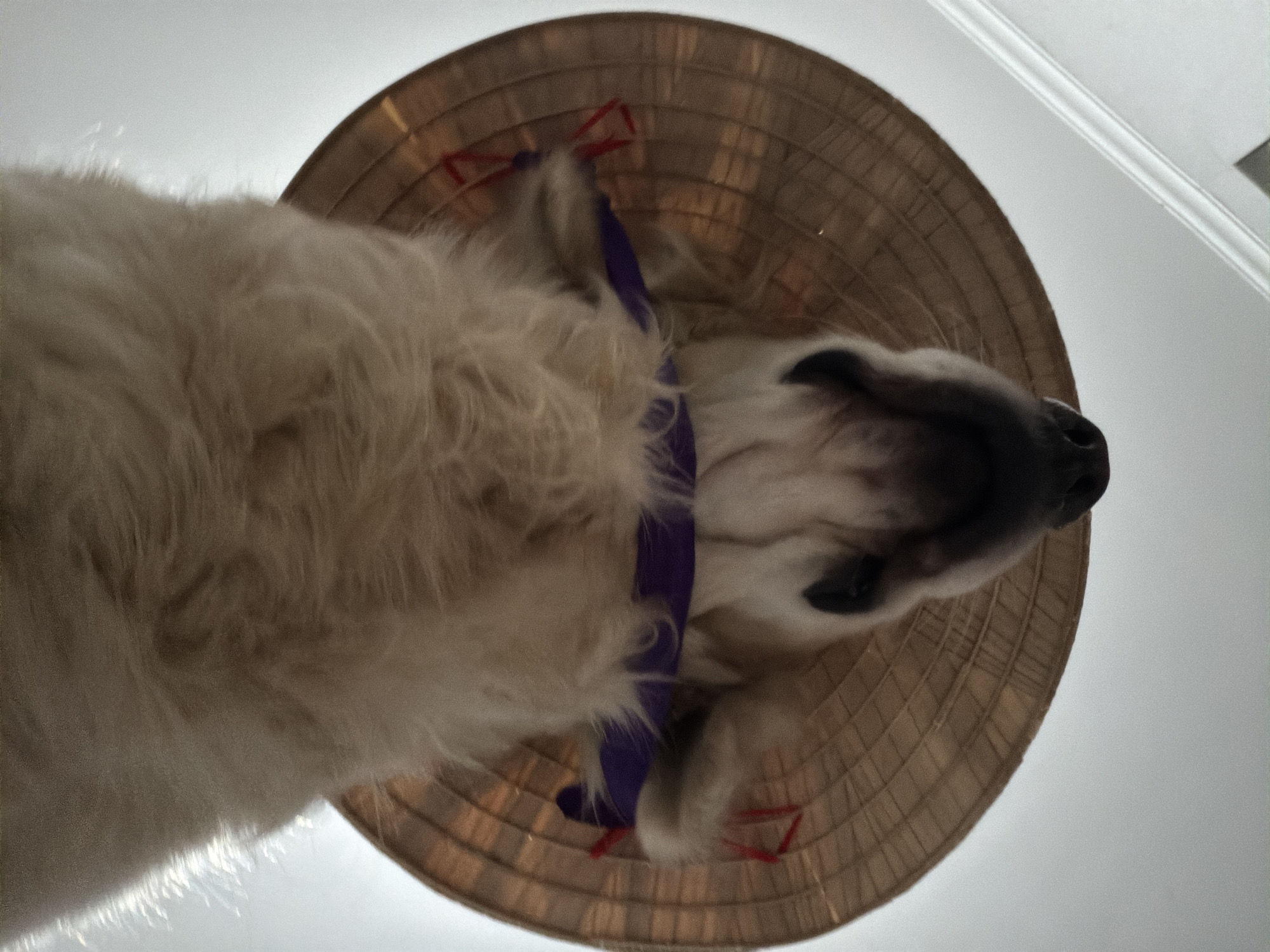 A dog, likely a Great Pyrenees, wears a straw Asian conical hat with a purple band securing it. The dog is viewed from below, with a white ceiling in the background. The dog has a dark nose and dark eyes. The image does not show any evidence of being located in Tbilisi, Georgia.