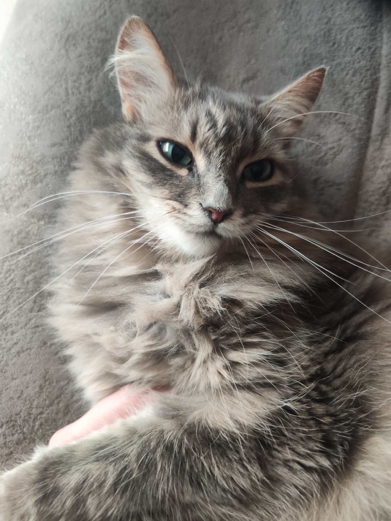 A medium shot shows a gray tabby cat with long fur, resting on a gray, textured surface. The cat has green eyes and long, white whiskers. A light-skinned hand is visible resting gently on the cat's fur. The location is not determinable from this image.