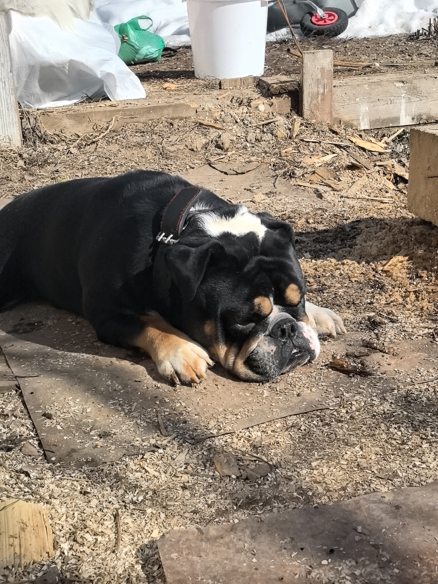A tricolor Olde English Bulldogge, predominantly black with white on its forehead and tan markings on its face and paws, is observed lying prone, eyes closed, on a sunlit patch of ground in Noviy, Russia. The dog wears a dark collar with silver-colored hardware. The immediate ground consists of compacted earth extensively mixed with wood shavings, chips, and small lumber fragments. Sections of flat, dark grey material, possibly metal or concrete, are also present on the ground. In the background to the left, white tarpaulins, a green plastic bag, and a white bucket are visible. To the right, a wooden post, rough-hewn timber blocks, and the red-hubbed wheel of a wheelbarrow can be seen amidst further wood debris. The environment indicates an outdoor, unpaved area under clear daylight conditions.
