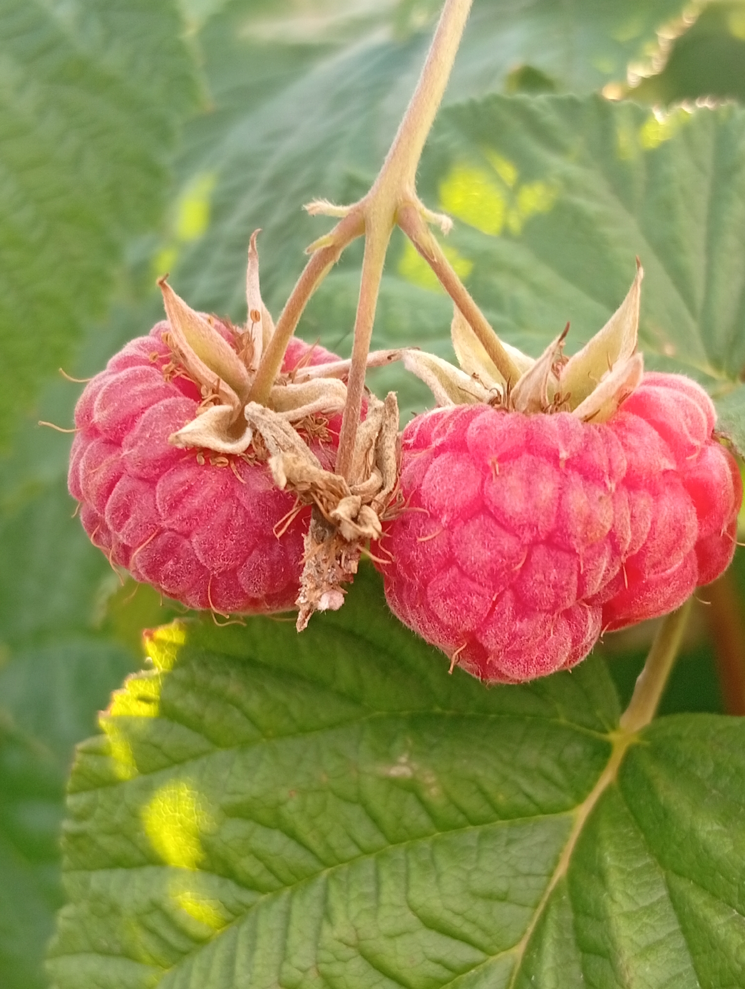 This image is a close-up shot of two ripe raspberries hanging from a stem, with a blurred green background of leaves. The raspberries are a vibrant pink-red color and have a textured surface composed of drupelets. Some dried sepals are visible at the top of each raspberry. The lighting suggests it is daytime, with sunlight filtering through the leaves, creating highlights and shadows on the foliage. The focus is on the raspberries, with the leaves serving as a soft, natural backdrop. The location is identified as Unknown, Unknown.