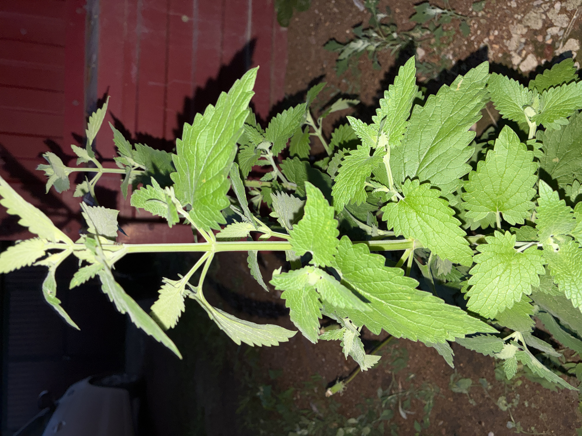 The image shows a close-up of a vibrant green plant with serrated leaves. The plant is upright and appears to be healthy. The background is dark and slightly out of focus, with hints of a red brick wall and some vegetation. A portion of a car is visible in the upper left corner, suggesting an urban or suburban setting. The lighting appears to be artificial, casting shadows on the plant and wall. The soil around the plant is visible and appears to be dry. The image is taken outdoors, likely in a garden or yard. There is no indication of the specific location in Totskoye, Russia, beyond what can be inferred from the general description of the scene.