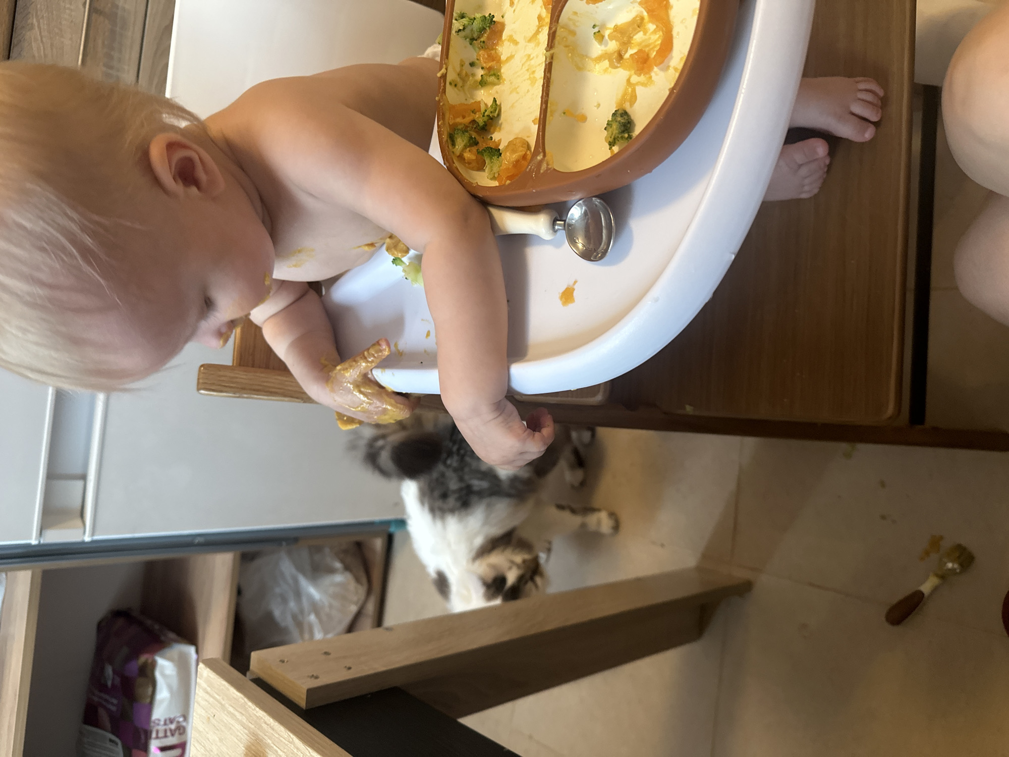 A baby with blonde hair sits in a high chair, angled slightly towards the left. The baby's upper body is bare, and there is food smeared on their hand. The high chair has a brown tray containing leftover food, including what appears to be broccoli and orange puree. A spoon is visible on the tray. Below the high chair, a cat with black and white fur looks up at the baby. In the background, there is a shelf containing a bag labeled "GATTINA CATS." A spoon is visible on the floor near the high chair. The location appears to be an indoor domestic setting, possibly a kitchen. The location in the city of Khimki, Russia is not evident in the image.