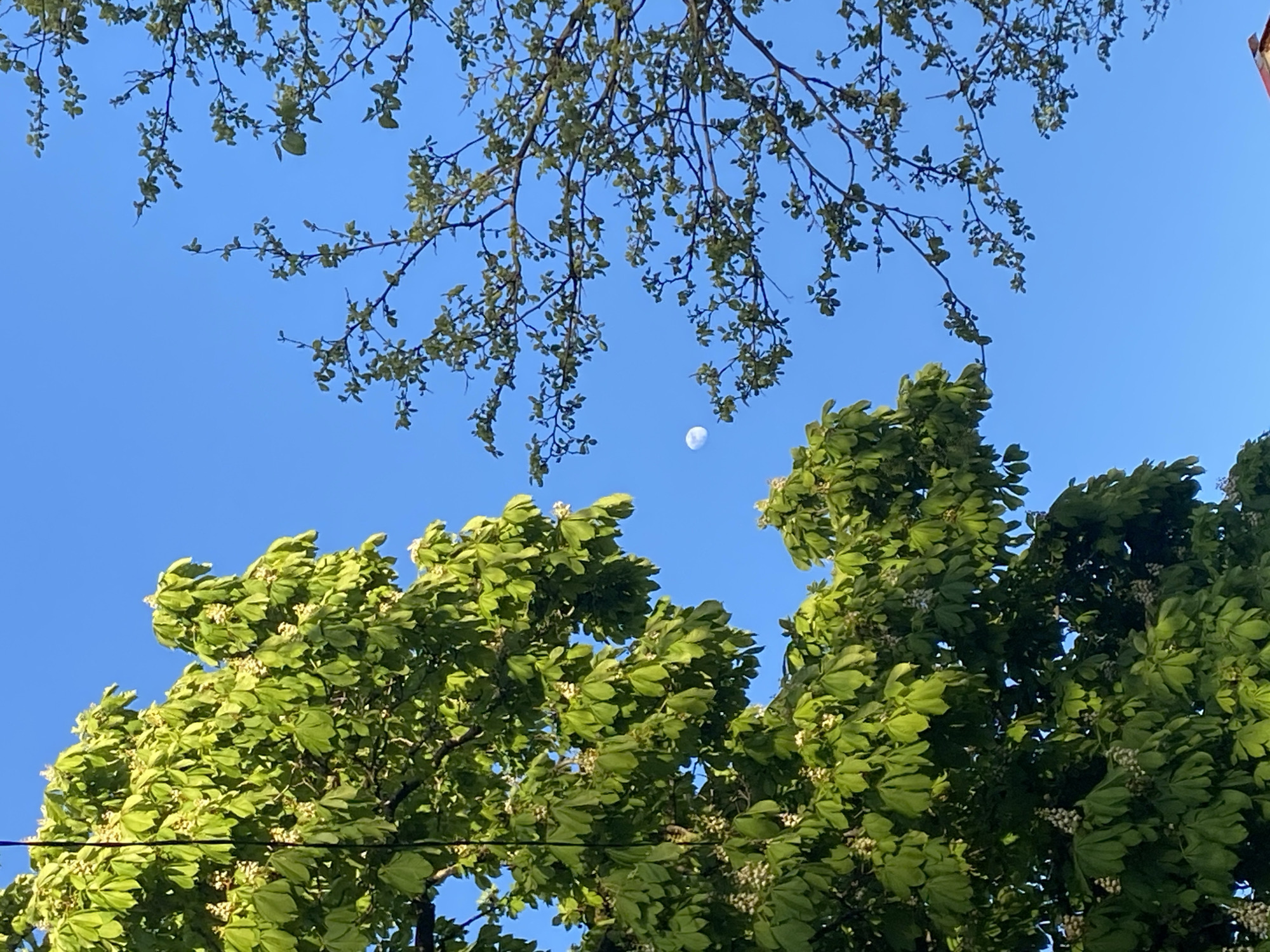 The image presents an upward view of a bright blue sky partially framed by tree canopies, set in what is identified as Sochi, Russia. In the upper portion of the frame, delicate branches with sparse, light green leaves create an intricate pattern against the sky. Below this, two fuller trees with dense, vibrant green foliage dominate the mid-ground. These lower trees appear to be swaying or ruffled, suggesting the presence of a breeze, and are dotted with small clusters of white blossoms or buds.
A notable detail is a distinct, white, crescent-shaped moon, clearly visible in the bright blue sky, positioned between the upper and lower tree lines. The simultaneous presence of a clear, bright blue sky and the moon indicates that the photo was taken during daylight hours, likely in the early morning or late afternoon. No people or visible text are present in the image. A faint, thin dark line, possibly a wire, can be seen running horizontally through the leaves of the lower-left tree. The overall scene conveys a sense of natural beauty and tranquility on a clear day.