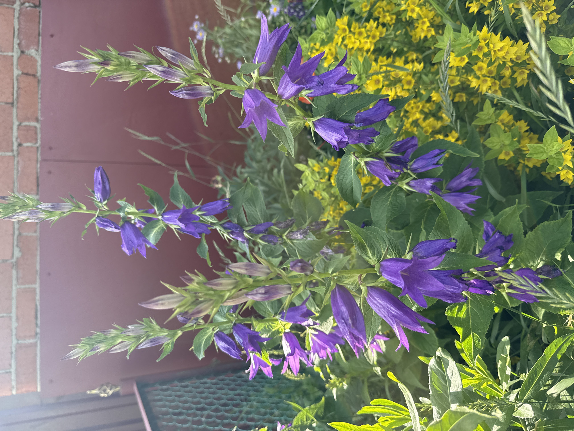 This is a vertical, close-up photograph of purple bell-shaped flowers with green leaves. The flowers are on tall stalks and are in various stages of bloom, with some buds still closed and others fully open. The background is a blur of yellow flowers, green foliage, and a dark red wall. The lighting suggests it is daytime, possibly late afternoon or early morning due to the warm tones. There are no people or animals visible in the image, and no visible text. The setting appears to be a garden or outdoor floral display. The focus is on the delicate structure of the purple flowers and their vibrant color against the softer hues of the background.