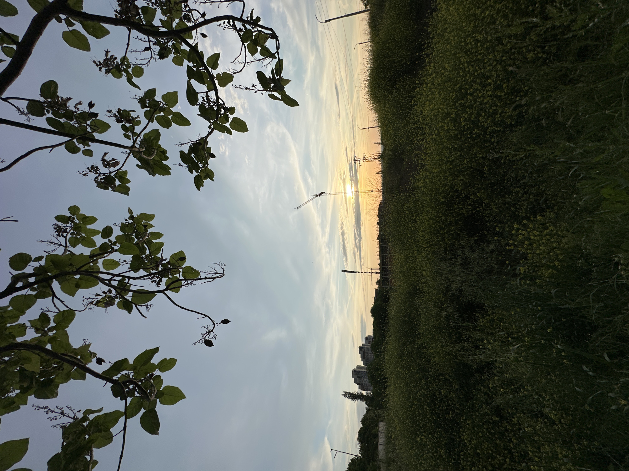 The image shows a sunset view with trees in the foreground, taken in Pleven, Bulgaria. The sun is setting behind a field of dense green vegetation, likely wildflowers. Power lines and a construction crane are silhouetted against the setting sun. In the distance, apartment buildings are visible. The sky is pale blue with wispy clouds. The scene is oriented sideways.