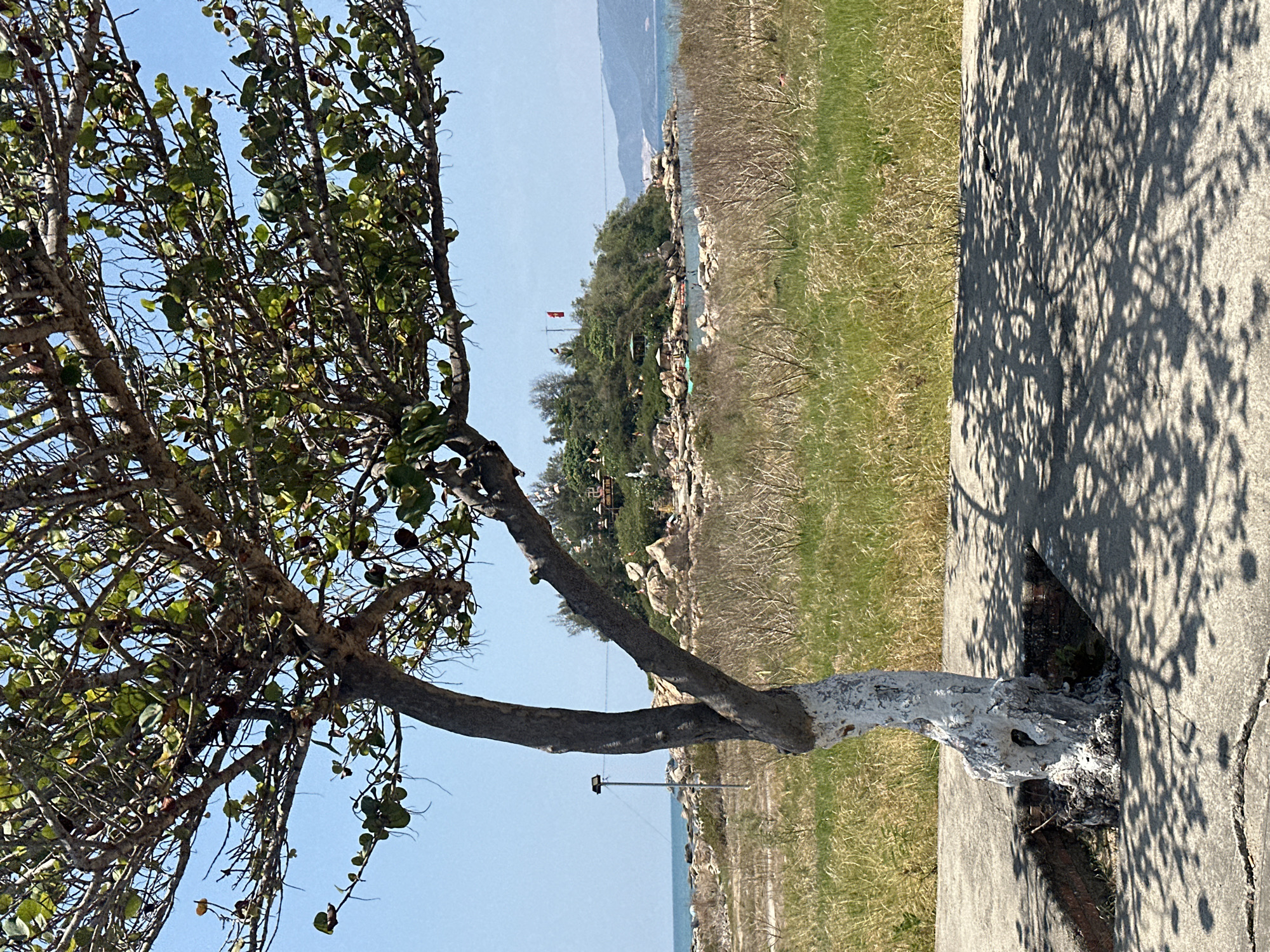 A tree trunk painted white at its base emerges from a cracked concrete sidewalk in Bac Nha Trang Ward, Vietnam. The tree's branches, sparsely populated with green leaves, stretch upwards towards the light blue sky. In the background, across a grassy area, a rocky beach is visible with people near the water. A distant hill rises from the coastline. Tree shadows are cast on the sidewalk.