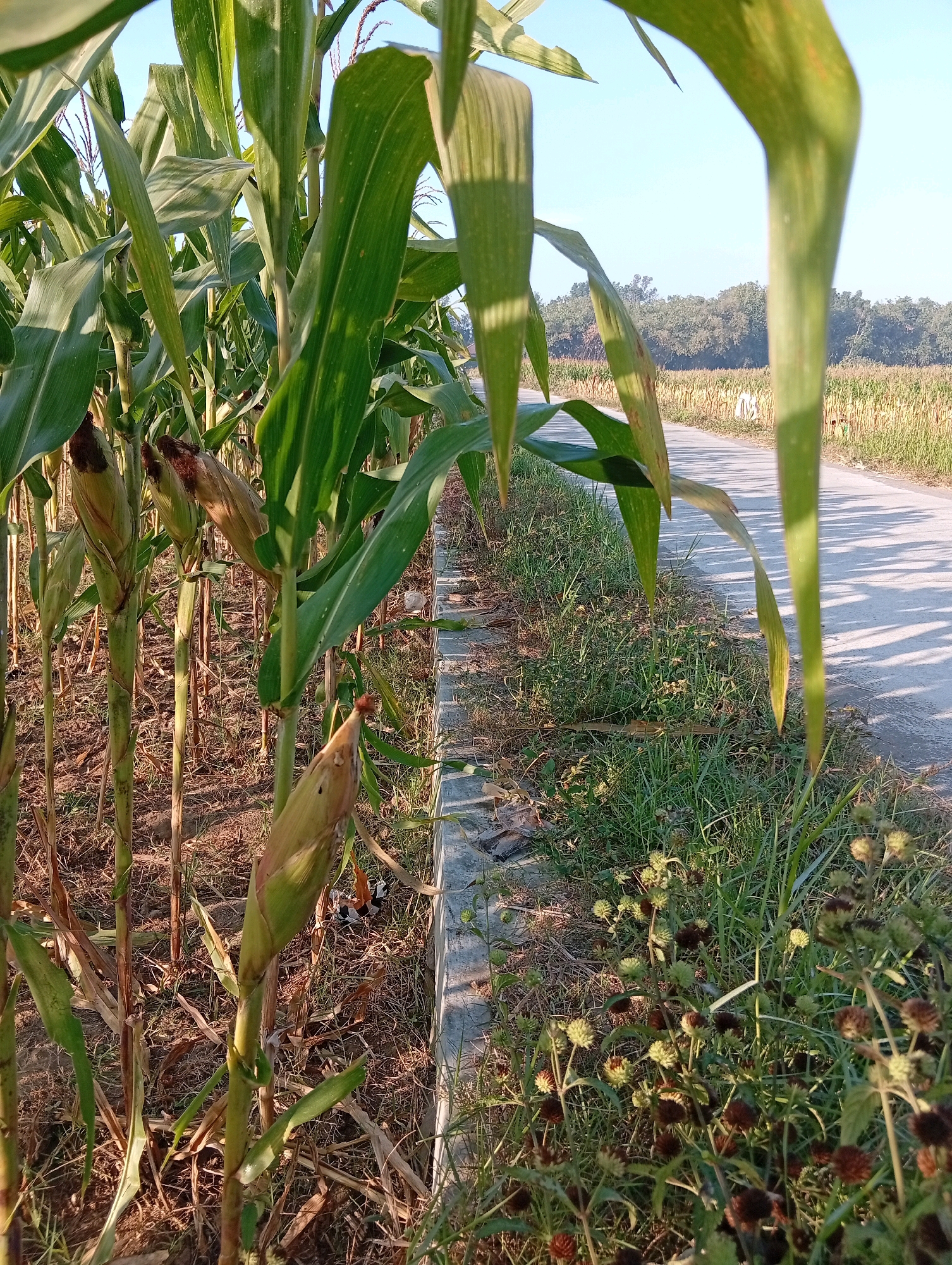 The image depicts a cornfield bordering a paved road on a sunny day in Miritpetikusan, Indonesia. The foreground is dominated by tall green corn stalks, some bearing immature ears of corn. The ground beneath the stalks is covered with dry leaves and grass. To the right of the cornfield, a strip of green grass and some small flowering plants runs alongside a concrete border. Beyond this border, the paved road stretches into the distance, bordered by more dry, yellowish vegetation, suggesting a harvest season or drought. In the background, a line of trees forms a dense horizon against a clear blue sky. The lighting suggests it is either early morning or late afternoon. There are no people or animals visible in the image.