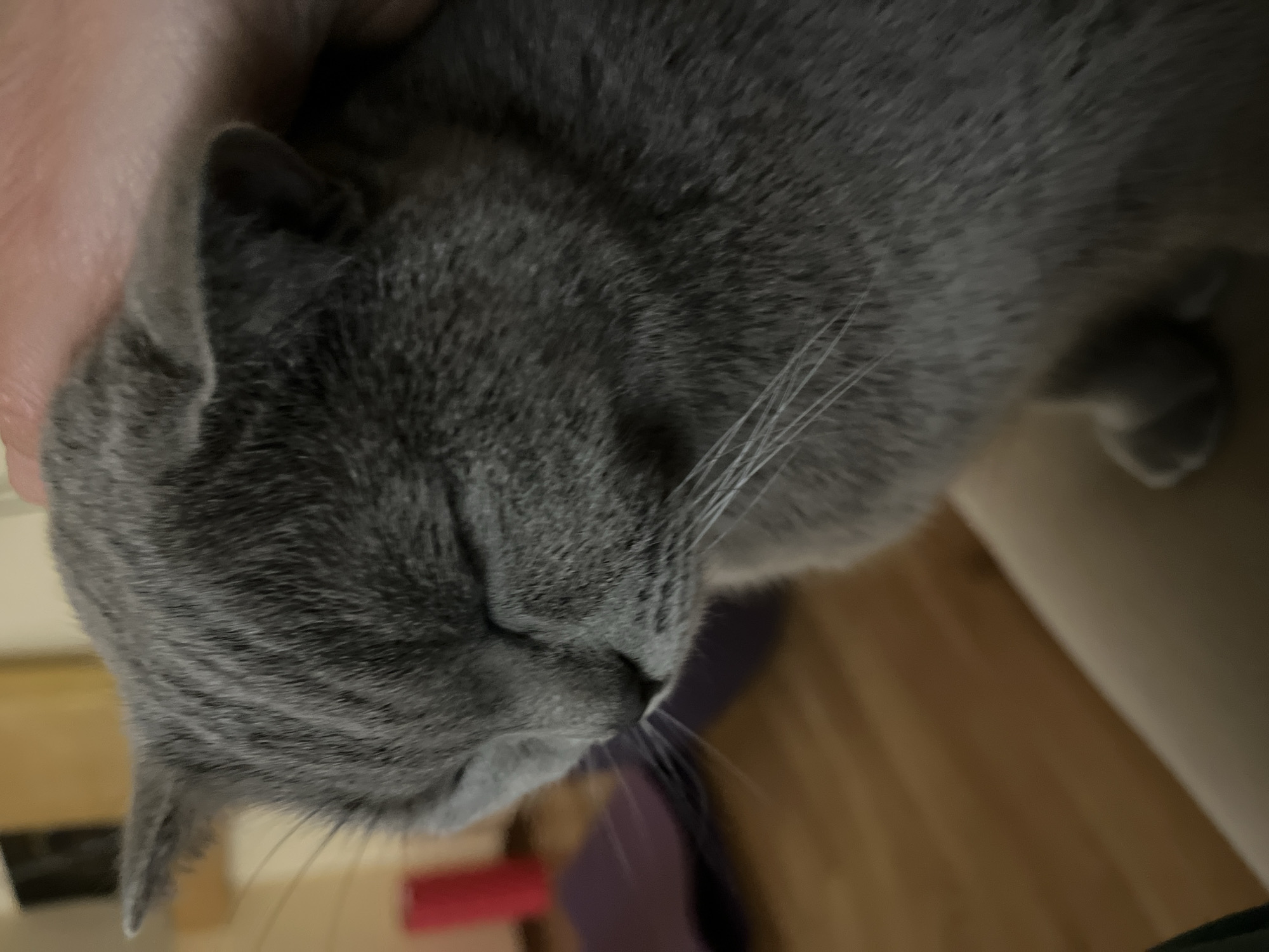 A close-up, medium-shot photograph displays a gray cat with closed eyes, positioned against a background of wooden flooring and light-colored furniture. A pale hand touches the cat's head. Below, a red and purple object is visible, situated on the floor. The location is unknown and therefore the city of Alanya, Turkey cannot be confirmed.