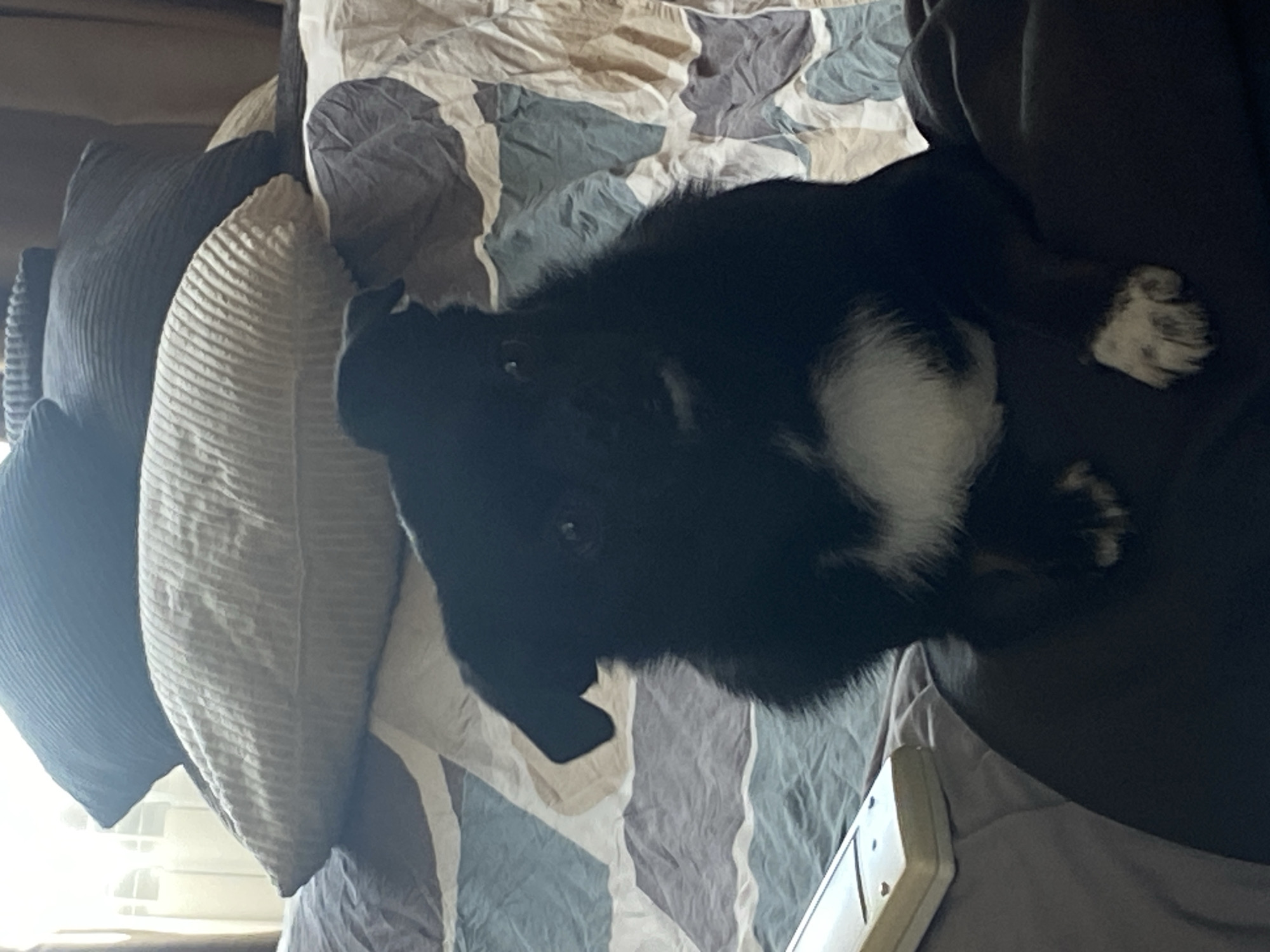A medium-shot, eye-level, indoor, slightly blurry photograph shows a small, black and white dog sitting upright on a dark surface, likely a bed or sofa. The dog's fur is predominantly black with a white patch on its chest and white paws. It has a fluffy appearance and its ears are pointed upwards. The dog's gaze is directed slightly to the right of the camera. Behind the dog, a comforter with a geometric pattern of blue, gray, and beige shapes is visible. In the background, two pillows are stacked, a larger one in a light beige color and a smaller one in a dark blue color. The lighting suggests it is daytime, with light streaming in from an unseen window, creating a soft glow and some highlights. A white remote control is situated to the left of the dog on a gray surface. The scene appears to be a domestic setting, possibly a bedroom, in Revda, Russia.