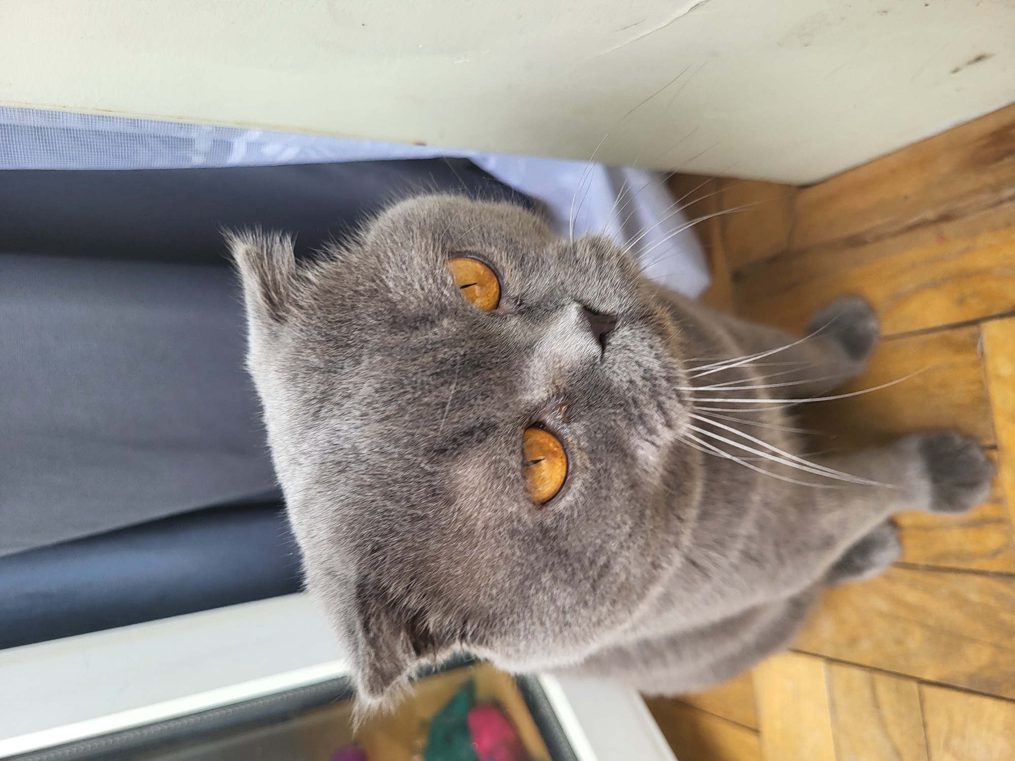 A gray Scottish Fold cat with amber eyes sits between a window with a sheer white curtain and a wooden floor. The cat is looking up at the camera with its head tilted.