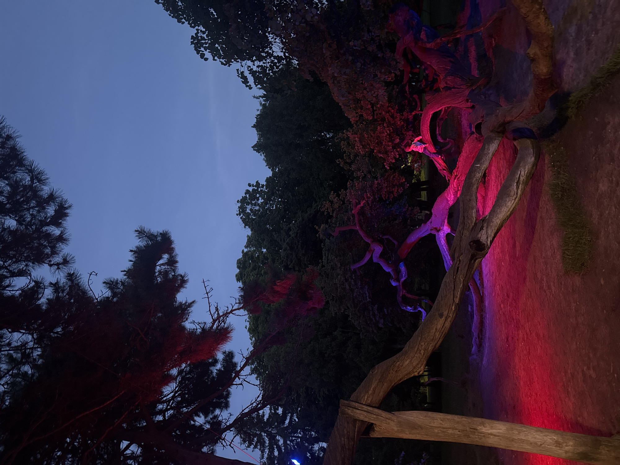 The image depicts an evening or night scene in an outdoor setting, likely a park or garden in Varna, Bulgaria, illuminated by vibrant artificial lights. A dark blue, clear sky occupies the upper portion of the frame, indicating twilight or nighttime. The main subjects are several large trees.
A prominent, gnarled tree trunk stretches diagonally across the frame from the lower center towards the upper right, brilliantly lit in shades of magenta, purple, and intense red. Its twisted branches also glow with these vivid colors. To the left, other trees, including one with pine-like needles, are mostly silhouetted against the dark sky but also catch glimmers of red and purple light on their foliage, hinting at further light sources beyond the frame. The ground, visible on the right and bottom, appears reddish-brown, reflecting the colorful illumination cast upon it.
The scene suggests an artistic light installation or decorative lighting transforming the natural landscape after dark. No people are visible, and the overall atmosphere is one of dramatic beauty and tranquility. There is no visible text.