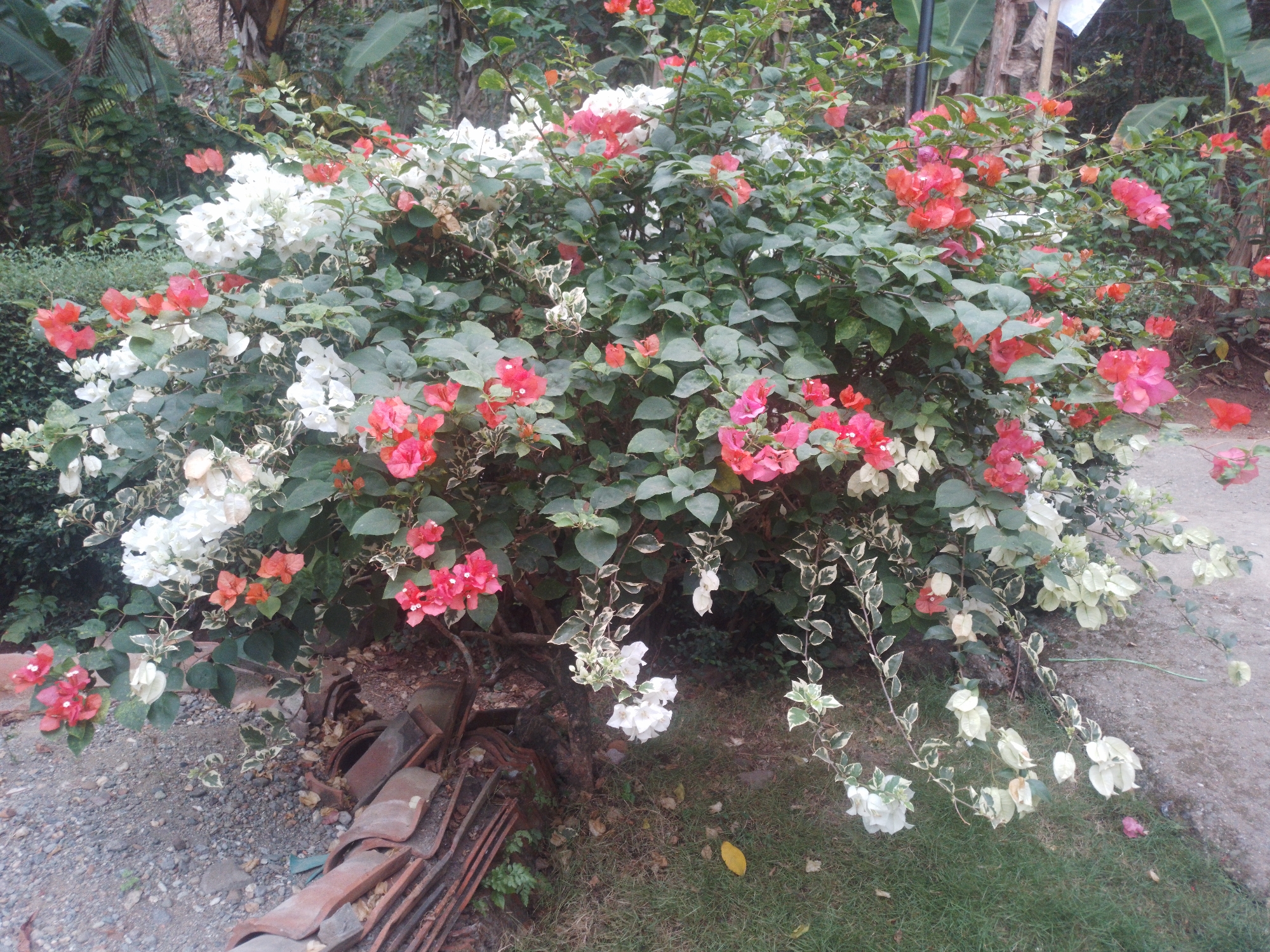 The image shows a vibrant bougainvillea bush with a mix of pink, white, and coral-colored bracts, as well as green foliage. The bush is located outdoors, with a gravelly ground and patches of grass visible. In the foreground, to the left, is a stack of reddish-brown roofing tiles, some appearing weathered. In the background, lush green vegetation and tree trunks are visible, suggesting a tropical or subtropical environment. There are no people or animals present in the image. The lighting suggests it is daytime, with the sun possibly overcast or low in the sky. The image appears to be a photograph taken in Kebayoran, Indonesia, showcasing the natural beauty of the flora in the area.