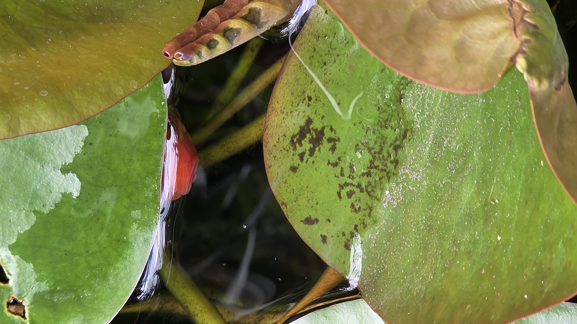 An extreme close-up shot captures a vibrant, wet lily pad in focus. The lily pad is a deep green, with scattered dark brown speckles and a dusting of fine white particles on its surface. Partially submerged in the murky water, another lily pad is visible, with its reddish-pink bud peeking out from beneath the surface. The water reflects the bright green of the lily pads. To the right, a portion of a second lily pad with a coppery-orange hue curves into the frame, revealing its segmented, layered underside. The image is filled with natural elements, suggesting an outdoor, aquatic setting.