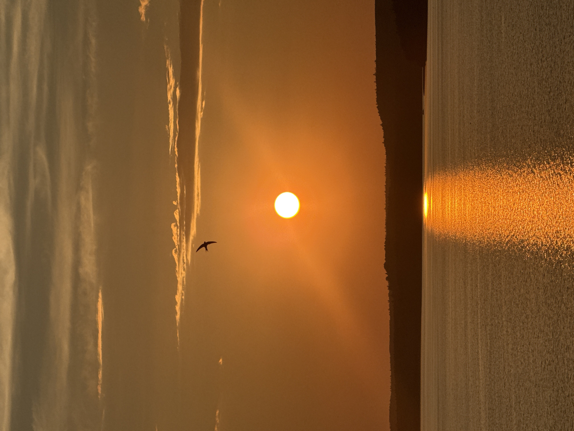 A lone swallow flies across the sky during a sunset over a large body of water, possibly the Votkinsk Reservoir. The sun, a bright orange orb, is positioned slightly left of center in the upper half of the frame, casting a golden reflection on the rippling water below. The sky is a gradient of warm oranges and yellows, with thin, horizontal clouds streaked across it. A dark, silhouetted treeline forms the horizon, with gentle hills rising in the distance. The overall scene evokes a sense of tranquility and natural beauty.