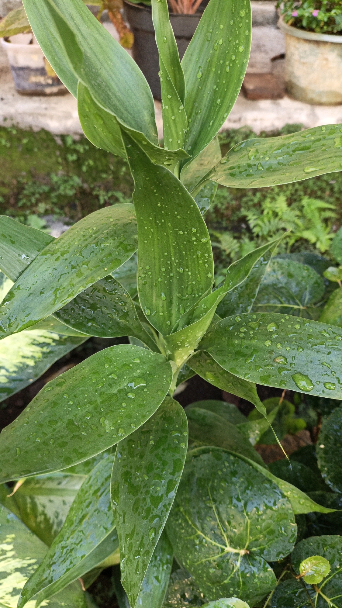 An outdoor, close-up, eye-level shot shows a plant with lush green leaves speckled with water droplets. The leaves are broad and pointed, with visible veins. The plant is in focus, while the background is softly blurred, revealing hints of other greenery, potted plants, and a concrete surface, possibly suggesting a garden or patio area in Cikal, Indonesia. The lighting is natural and appears to be during the daytime. There are no people or animals visible in the image.