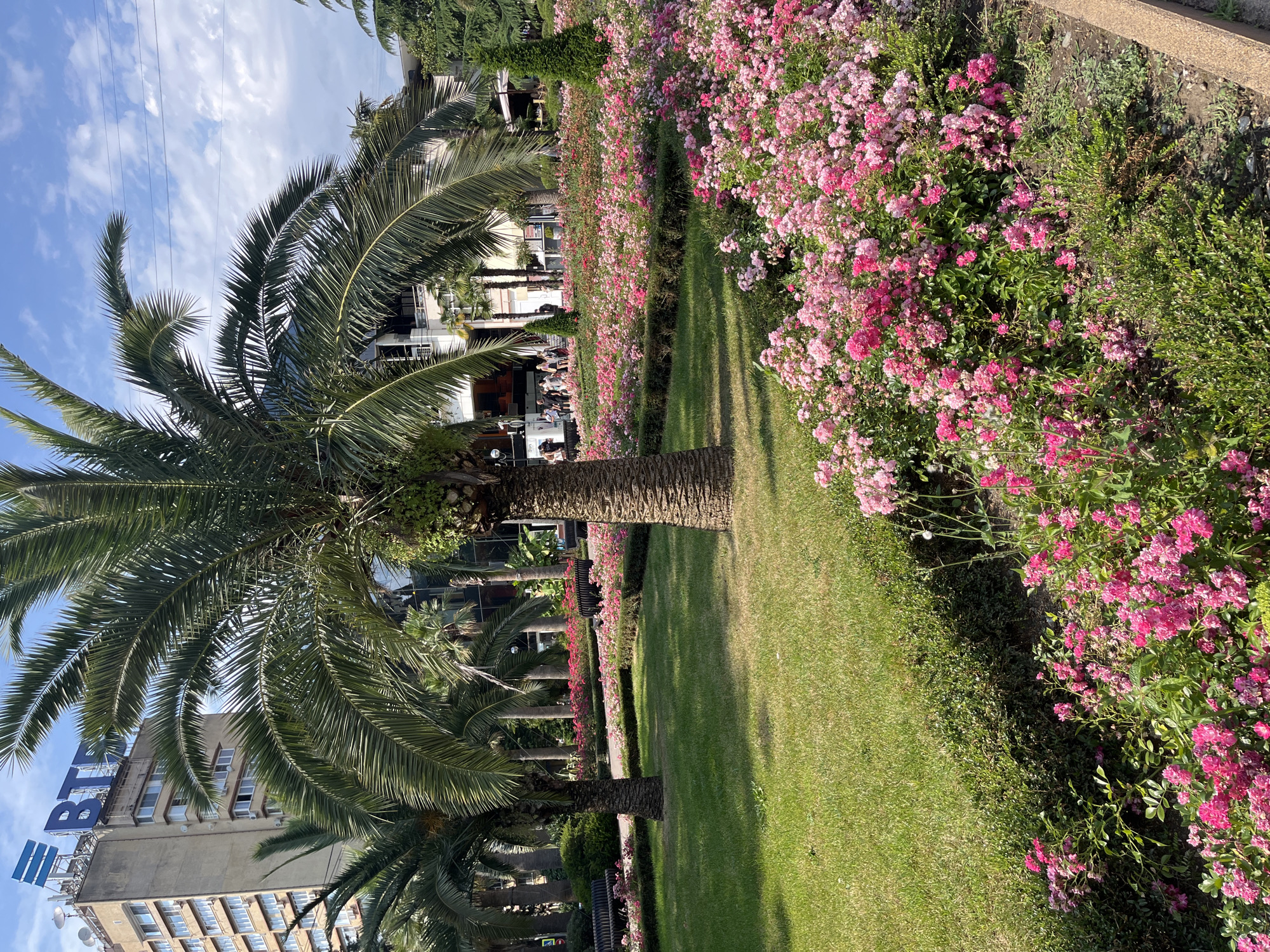 The image depicts a serene park scene bathed in sunlight, likely during daytime under a clear sky with scattered clouds. The foreground is dominated by the lush green grass of a well-maintained lawn, bordered by a vibrant display of pink and fuchsia roses. Tall palm trees with their distinctive fronds add a tropical touch to the landscape.
In the middle ground, a pathway runs alongside the rose bushes, inviting exploration. Beyond the path, buildings with modern architecture are visible, suggesting an urban park setting. People are casually seated at tables outside one of the buildings, enjoying the pleasant atmosphere, implying a leisurely activity like dining or relaxing.
A prominent building in the background features a large blue sign with white lettering that reads "BTB". This text provides a strong location cue. The overall mood is peaceful and inviting, highlighting the beauty of nature juxtaposed with man-made structures. The lighting suggests it's a bright, sunny day, possibly late morning or afternoon, given the shadows cast by the palm trees. The combination of palm trees and flowering bushes indicates a warm climate, consistent with the location context of Sochi, Russia.