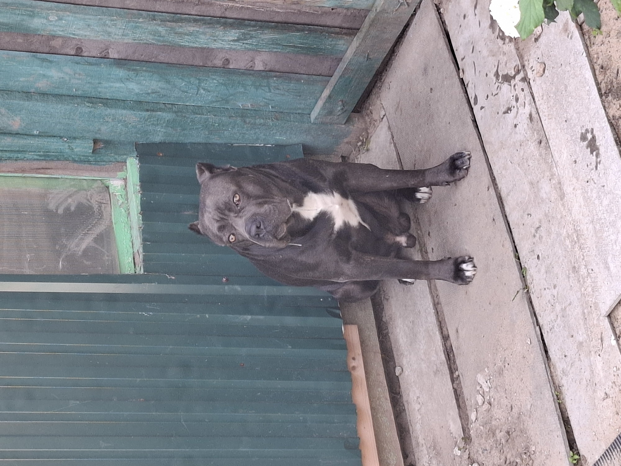 A dark gray dog with a white chest patch sits on a concrete patio in front of a weathered teal wooden fence. The dog is looking forward with a slight drool on its chin. A small white flower is visible in the lower right corner of the image.