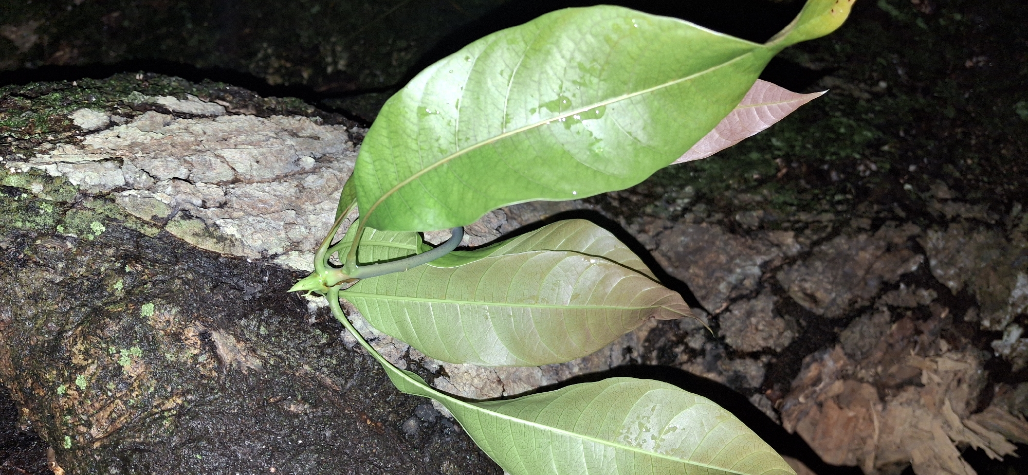 A vertical shot captures a cluster of young mango leaves emerging from a tree trunk in Vallecito, Venezuela. The tree bark is rough and textured, with patches of moss and a lighter-colored section on the right. The mango leaves, a mix of vibrant green and reddish-brown hues, are delicate and show signs of moisture. One leaf on the right has small white spots, possibly water droplets or insect eggs. The background is dark and out of focus, suggesting a shaded environment. No people or animals are present in the image.