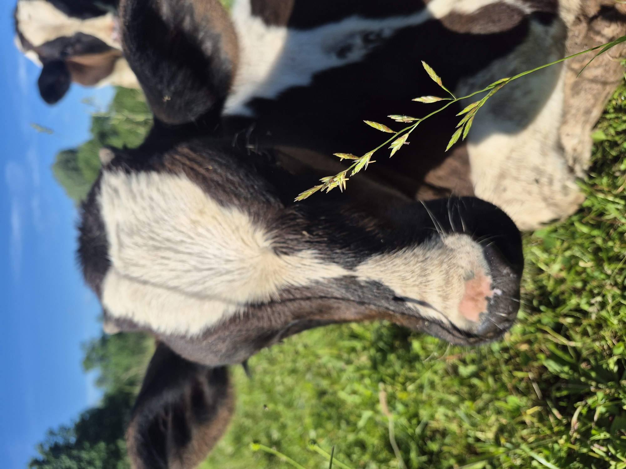 A close-up, slightly blurry photograph captures the head of a young black and white cow in a grassy field under a bright blue sky. The cow's face is the central focus, with its large, dark eyes, black-and-white patterned fur, and a pinkish nose. In the background, another cow is partially visible, also appearing to be black and white. Green trees and foliage form a blurred backdrop, suggesting a rural or semi-rural setting. A single blade of grass with small seed heads is in sharp focus in the foreground, positioned to the right of the main subject. The lighting indicates it is a sunny day. The image appears to have been taken in the city of Karsha, Russia, though there are no specific visual cues within the image itself to confirm this location.
