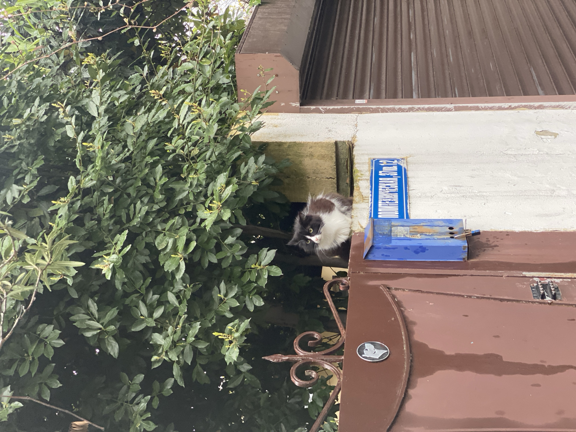 A medium, eye-level shot captures a black and white cat perched on a brown metal gate near lush green foliage. The gate is adorned with ornate ironwork and a small, round emblem depicting a white horse head on a black background. Above the gate, a faded blue street sign displays Cyrillic text "ПОЛИТЕХНИЧЕСКАЯ, 37, кВ. 12". Adjacent to the sign is a weathered blue metal electrical box secured with a padlock. The building behind has a light-colored, textured wall and a dark brown corrugated metal overhang. The scene is likely located in Sochi, Russia, based on the Cyrillic text on the street sign.
