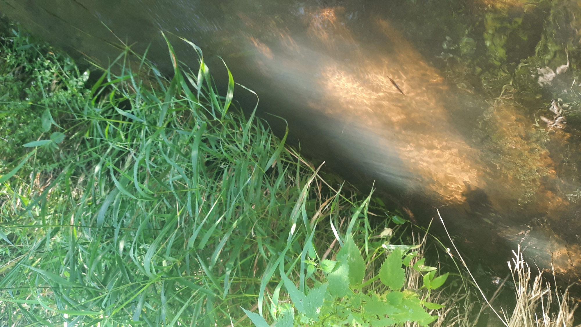In the city of Shklov, Belarus, a close-up, high-angle shot depicts the edge of a body of water, possibly a slow-moving stream or ditch, bordered by lush green vegetation. The water is murky brown with sunlight reflecting off its surface, creating dappled patterns of light and shadow that extend into the water. A small, dark fish is visible swimming near the surface in the illuminated area. The bank is densely populated with tall, thin green grasses and some broad-leafed plants. The environment appears natural and somewhat unkempt, suggesting a rural or semi-natural area within the city.