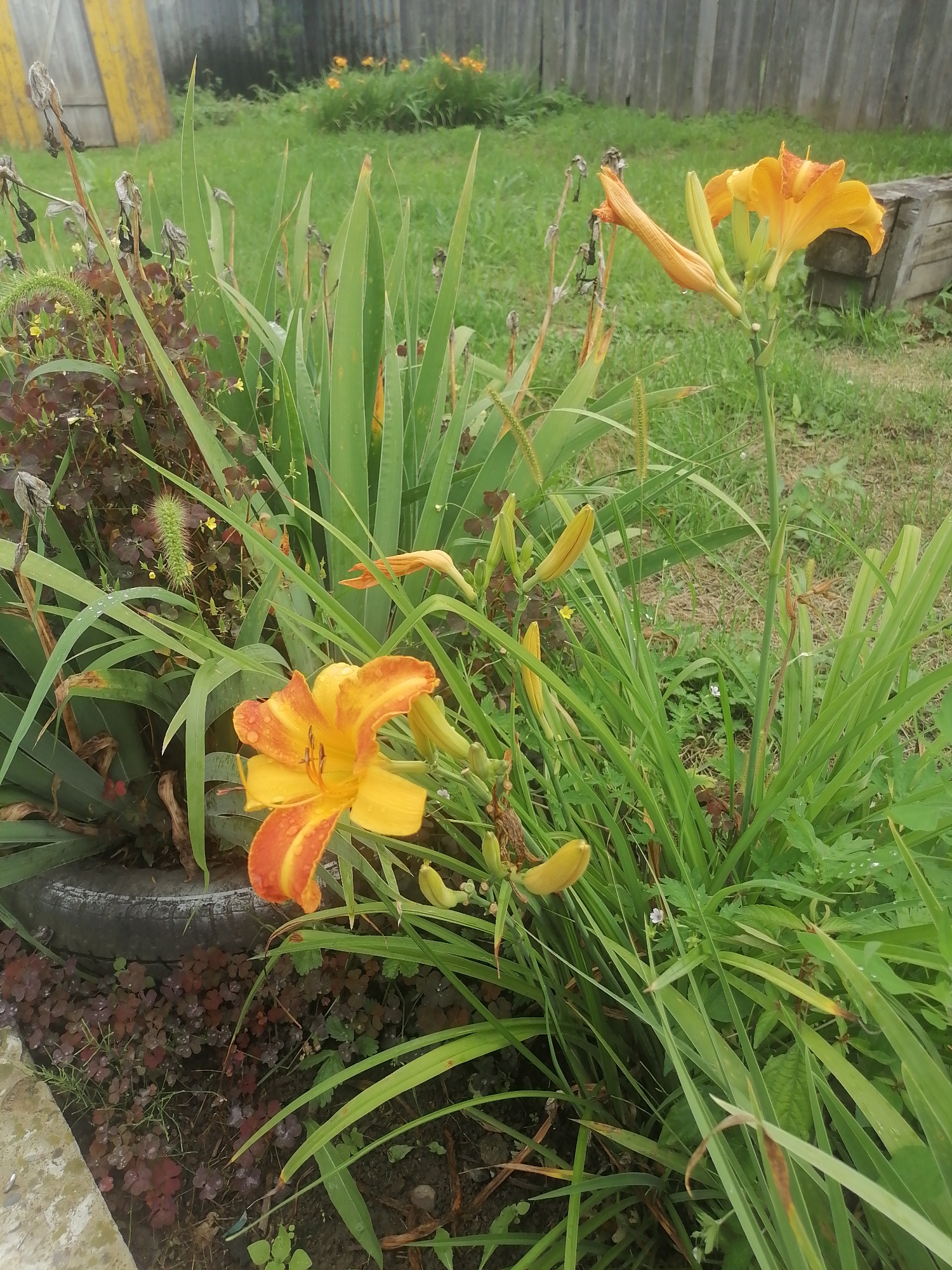 In Novopokrovka, Russia, a close-up shot captures a garden bed featuring vibrant orange daylilies. The flowers are in various stages of bloom, with some fully open and others as closed buds. The petals are speckled with water droplets, suggesting recent rain or dew. Lush green foliage surrounds the daylilies, creating a dense backdrop. In the background, a weathered wooden fence runs horizontally, dividing the garden from a grassy area. To the left, a yellow wooden structure, possibly a shed or part of a building, is partially visible. The ground is covered with grass and some dark, leafy ground cover, with a portion of a dark tire visible in the lower left corner, hinting at a repurposed planter. The scene is tranquil and natural, showcasing the beauty of a summer garden.