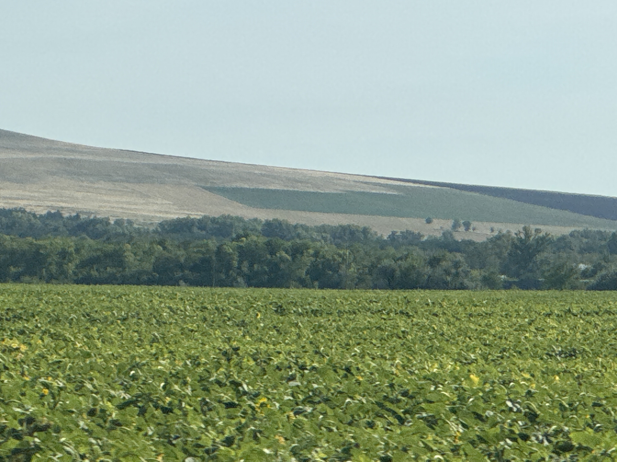 The image depicts a wide, green agricultural field under a clear, pale blue sky. In the foreground, the field is densely planted with crops that appear to be soybeans, indicated by their broad green leaves and scattered yellow blossoms. The field stretches horizontally across the frame, with the crops creating a textured, undulating surface.
In the middle ground, a band of lush, dark green trees forms a dense line separating the cultivated field from the landscape beyond. The trees appear to be mature and form a solid canopy.
The background features rolling hills with a muted, earthy tone, suggesting dry vegetation or soil. There are distinct patches of lighter and darker shades on the hillsides, possibly indicating different types of terrain or previous agricultural activity. The horizon line is sharply defined where the hills meet the sky. The overall scene is one of rural agriculture under bright daylight. The location is identified as Burdygino, Russia.