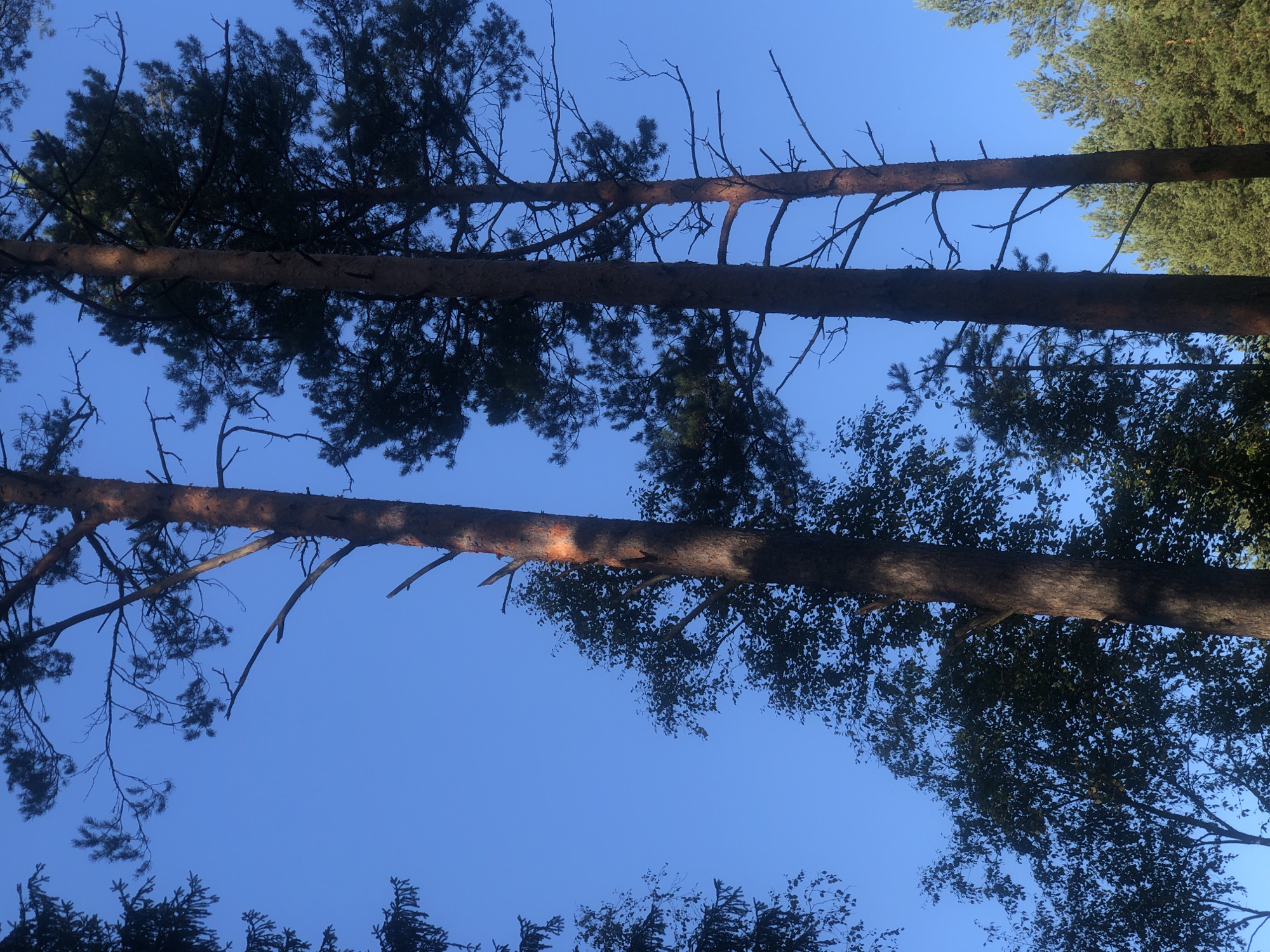The image shows a clear blue sky with several tall pine trees and some deciduous trees. The perspective is looking upwards from below the tree canopy. The pine trees have reddish-brown bark and dark green needles. One pine tree in the foreground has a bright orange marking on its trunk. The deciduous trees have dark green leaves and are silhouetted against the sky. The scene appears to be a forest or wooded area on a sunny day. There are no people or animals visible. The location is identified as Arfa, Russia.