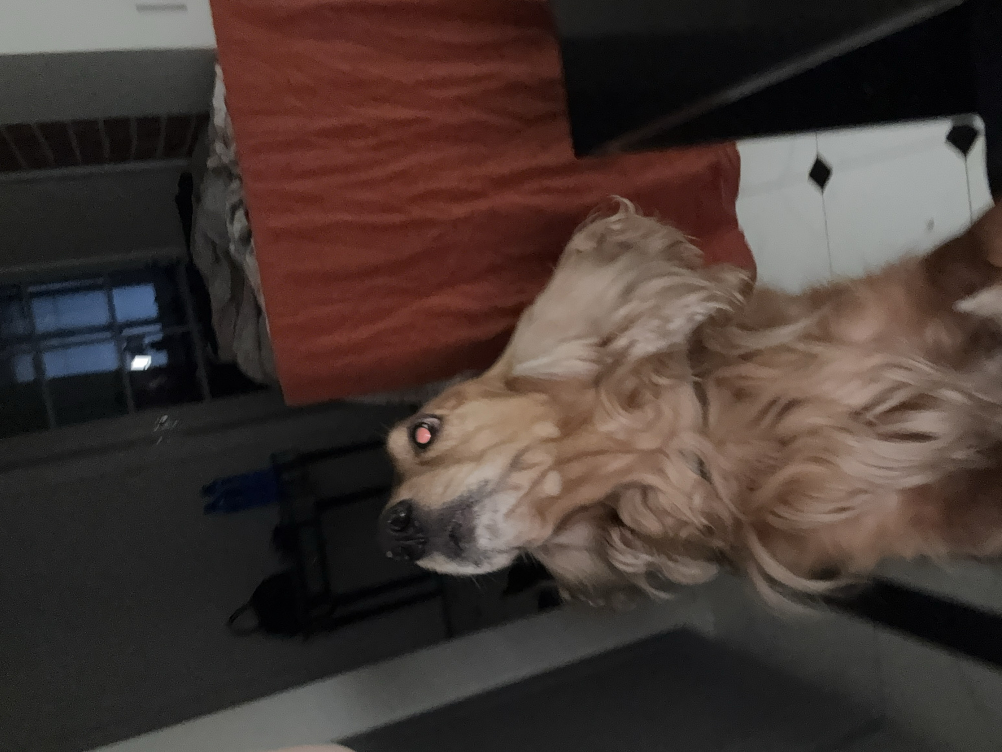 A golden-colored dog stands on its hind legs, looking upwards. The dog's fur is long and wavy. The background is dimly lit and appears to be indoors, possibly a room in a house. There is a red draped fabric in the background and a dark surface to the right, possibly a table. The floor has a black and white tiled pattern. The dog's right eye reflects a red light.