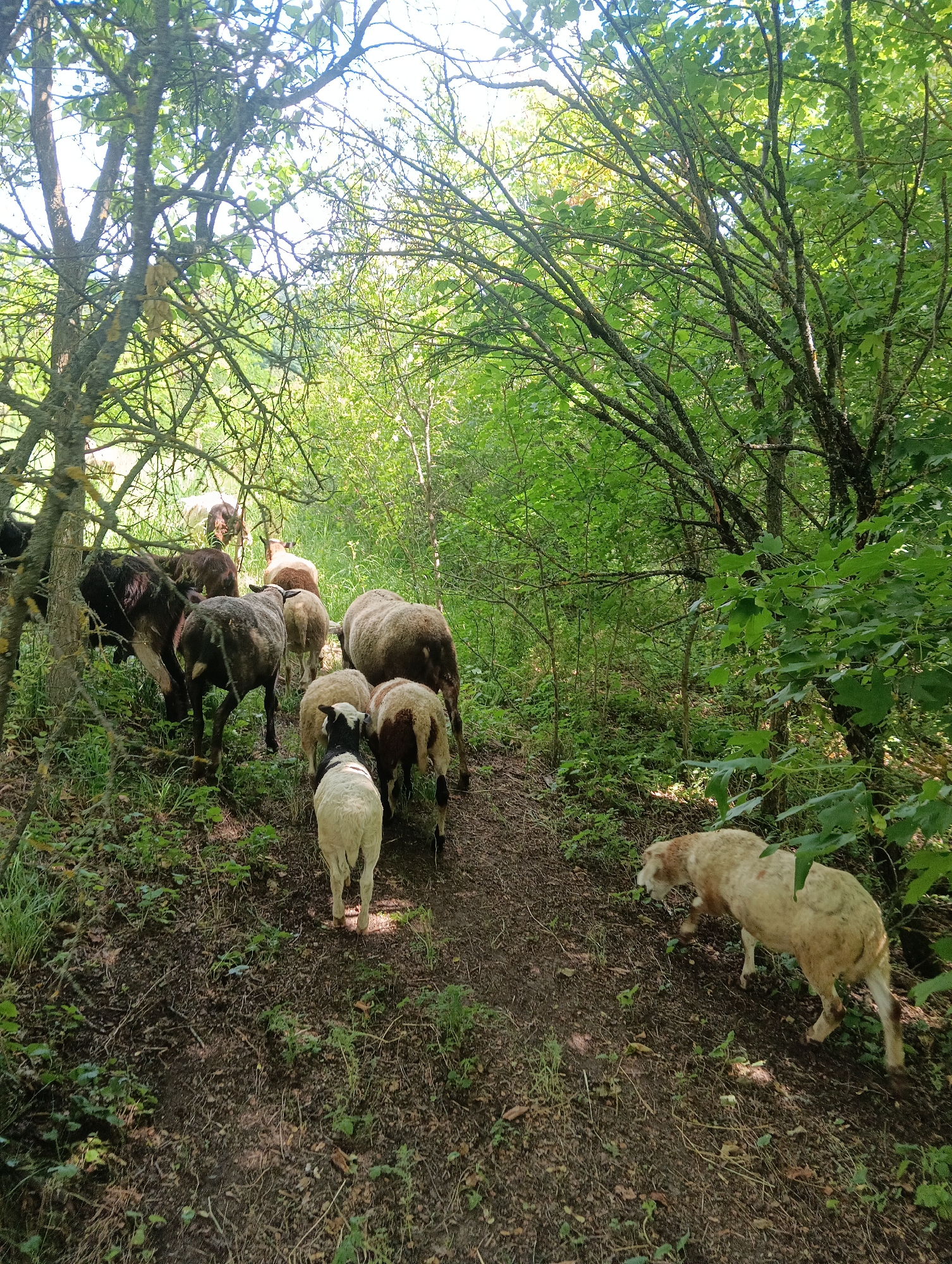A herd of sheep walks along a dirt path through a dense forest. The sheep are mostly white and brown, with some black markings. They are moving away from the camera, deeper into the woods. The trees are tall and green, with sunlight filtering through the leaves. The ground is covered in dirt, leaves, and small plants. The overall scene is natural and peaceful.