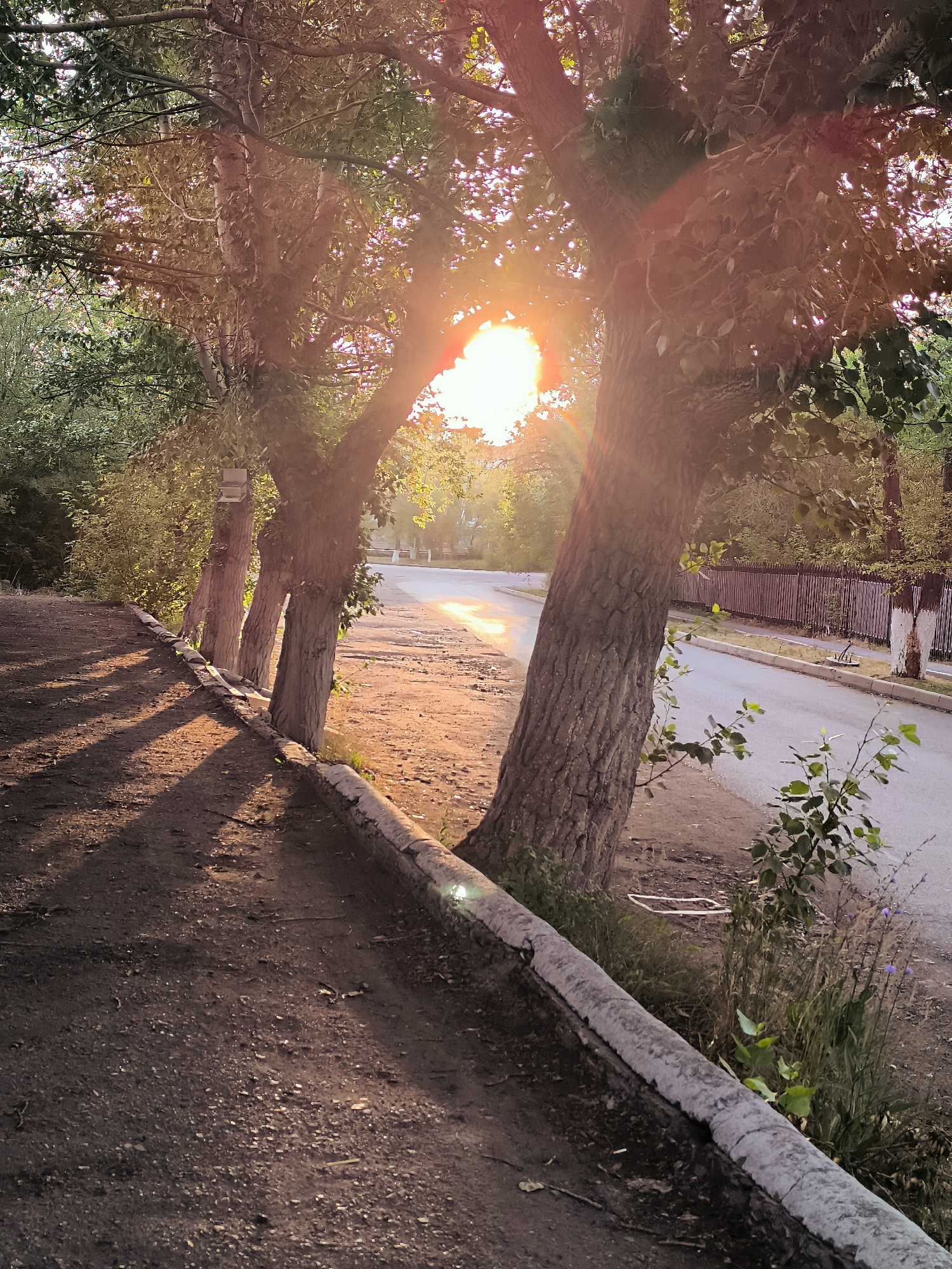 The image depicts a sunlit street lined with trees in Qarağandı city administration, Kazakhstan. The sun is setting, casting long shadows across a dirt path on the left side of the image. The path is bordered by a concrete curb. A paved road runs parallel to the path on the right, with a wooden fence in the background. Trees with rough bark and green foliage are prominent, with the sun's rays filtering through their leaves, creating lens flares. Some smaller plants and grass grow along the edge of the road. There are no people or animals visible in the scene. The environment appears to be urban or suburban, with a residential feel suggested by the fence and road. The lighting indicates it is late afternoon or early evening.