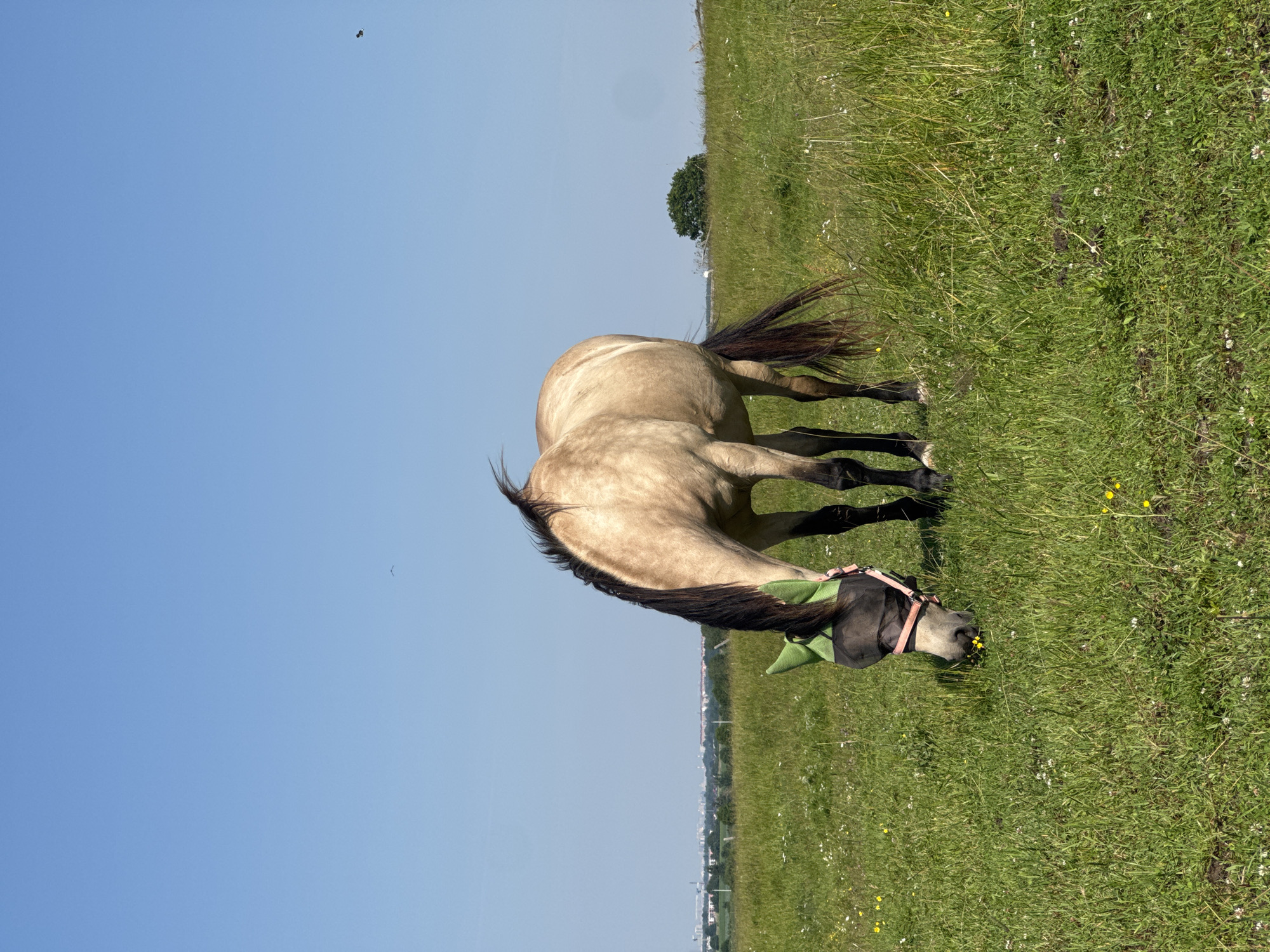 A tan horse with a dark mane and tail grazes in a grassy field under a clear blue sky. The horse is wearing a green fly mask with pink accents. In the distance, a treeline and buildings can be seen, suggesting the outskirts of a city. The field is dotted with small yellow and white wildflowers. Two birds are visible in the sky. The scene appears to be in Kaporskoe, Russia, on a sunny day.