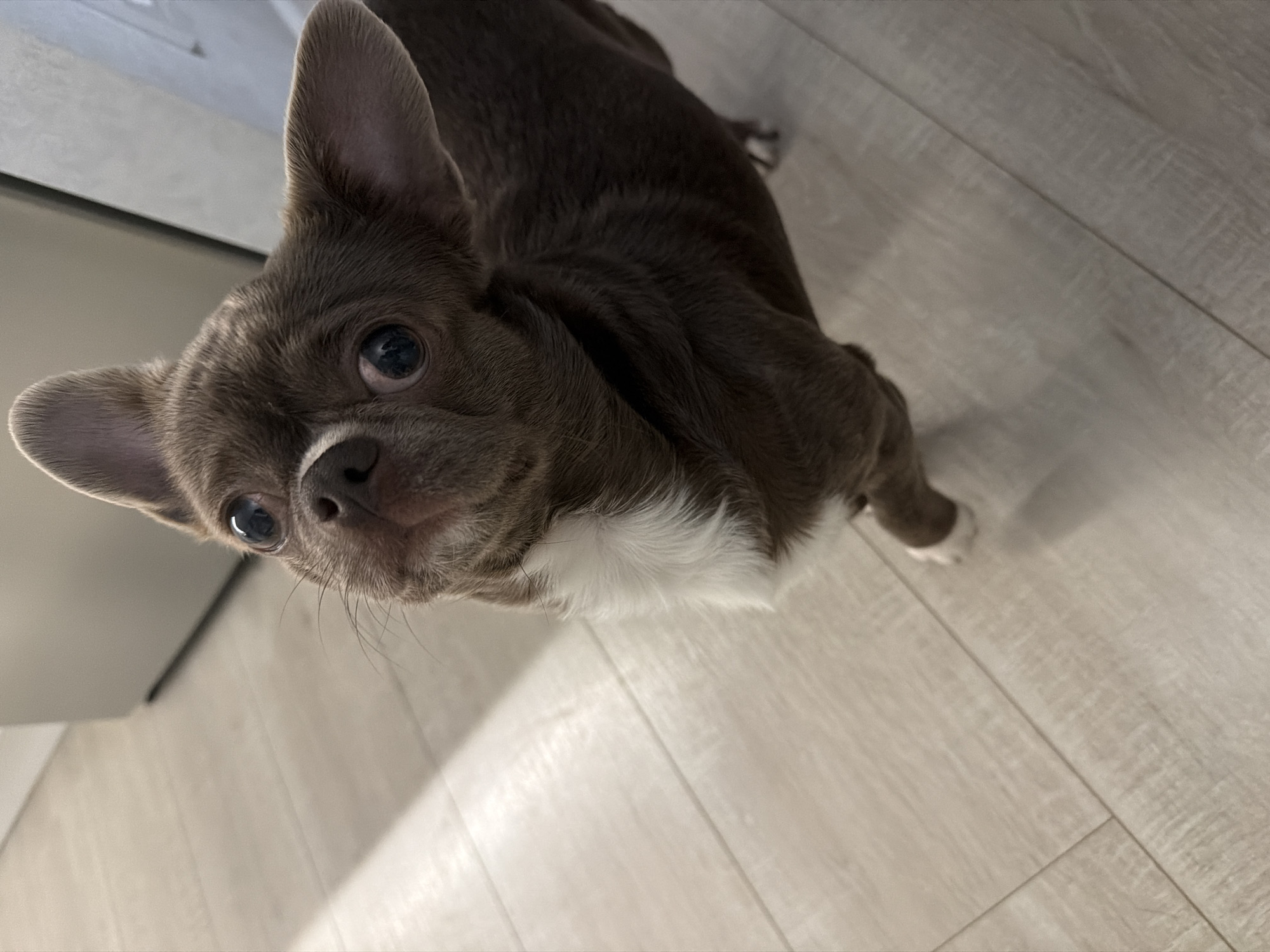 A small, brown and greyish-brown dog with short fur is captured indoors, looking upwards at the camera. The dog, likely a Chihuahua or similar small breed, has large, dark, expressive eyes that reflect an overhead light source, and prominent, upright ears. Its snout is dark, and there's a patch of white fur on its chest, extending to what appears to be a white paw visible in the bottom right corner of the frame. The dog is positioned on a light-colored, laminated wooden floor with visible plank lines and grain. The background behind the dog's head is a blurred, light-toned surface, possibly a wall or ceiling. The overall lighting suggests an indoor setting with ambient light. The dog's expression appears curious and attentive. No text is visible in the image. The location context is Votkinsk, Russia.