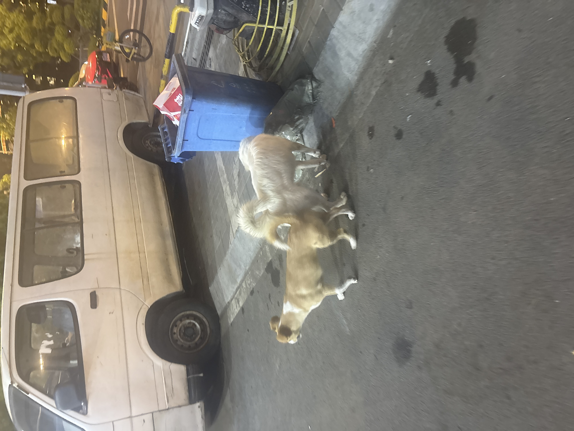 Two dogs are on a street in Suzhou Industrial Park, China. One dog is tan and white, and the other is white and fluffy. They are standing near a blue trash can, which is filled with red and white packaging. A white van is parked behind them. In the background, a red car and a bicycle are visible. The street appears to be paved with asphalt.