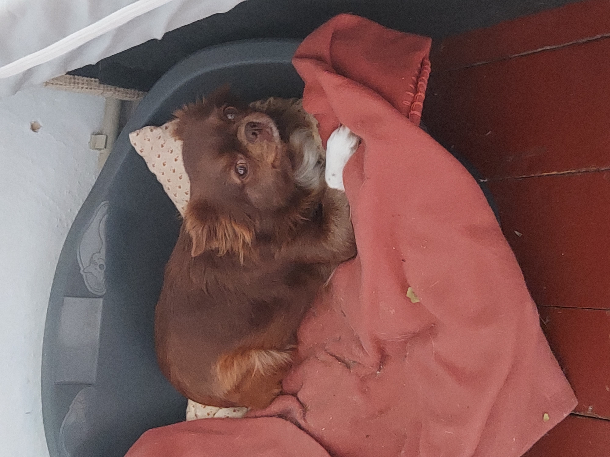 A small, long-haired dog with reddish-brown fur, a white chest patch, and white front paws is situated within a dark grey, rigid dog bed. The dog is resting on a reddish-orange blanket, which has some small white/yellow debris on its surface, with a light-colored, patterned pillow behind its back. Its head is oriented to the right, displaying large, dark eyes and a small, dark nose. The interior rim of the dog bed exhibits an embossed design featuring a rectangular shape and a stylized image of a sleeping dog. Behind the dog bed, a white, textured wall shows a small circular indentation and a square-shaped fixture. The foreground reveals reddish-brown wooden floorboards with visible seams and signs of wear. A white fabric element and a section of woven material are partially visible on the right side of the frame. The scene is located in Unknown, Unknown.