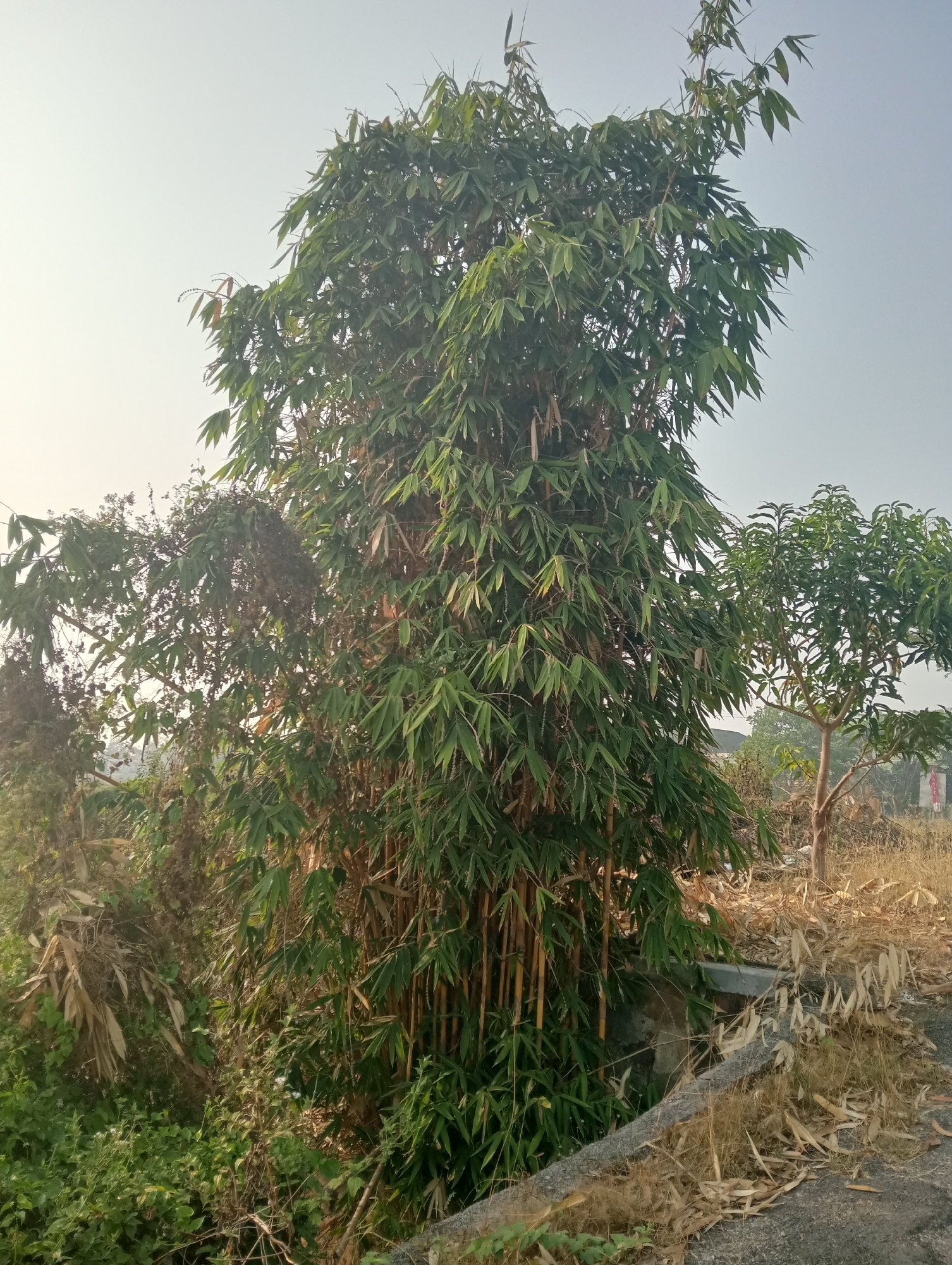 The image depicts a dense stand of bamboo trees with tall, slender stalks, many of which appear yellow-ish or light brown. The bamboo is lush with green, elongated leaves. To the right of the bamboo, a young mango tree with lighter green foliage is visible. The ground surrounding the vegetation is covered in dry, brown grass and fallen bamboo leaves. A section of a grey, curved concrete structure, possibly part of a road or a retaining wall, is present in the foreground and right side of the image. The sky is a pale, hazy blue, suggesting either early morning or late afternoon lighting. The scene appears to be an outdoor, rural environment within Sidoharjo, Indonesia, characterized by natural vegetation and a somewhat unkempt appearance due to the dry ground cover. There are no people or animals visible in the image.