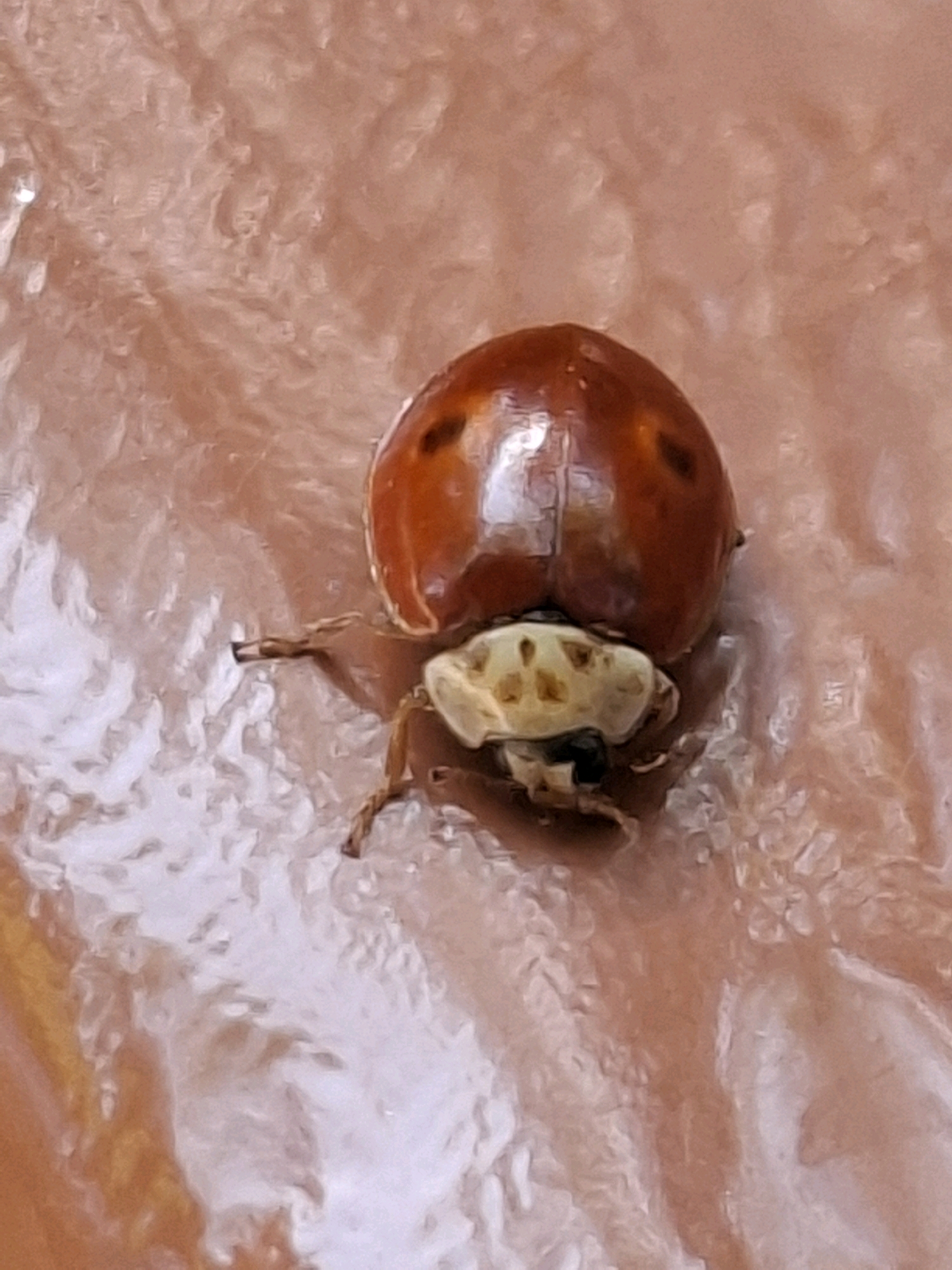 A close-up, overhead shot shows a ladybug on a textured, brownish-pink surface. The ladybug is predominantly orange-red with black spots. Its head and legs are visible underneath its shell. The surface has a slightly glossy appearance with visible ridges and indentations. The scene is a close-up, and no wider environment or location in Almaty, Kazakhstan, can be determined from the image.