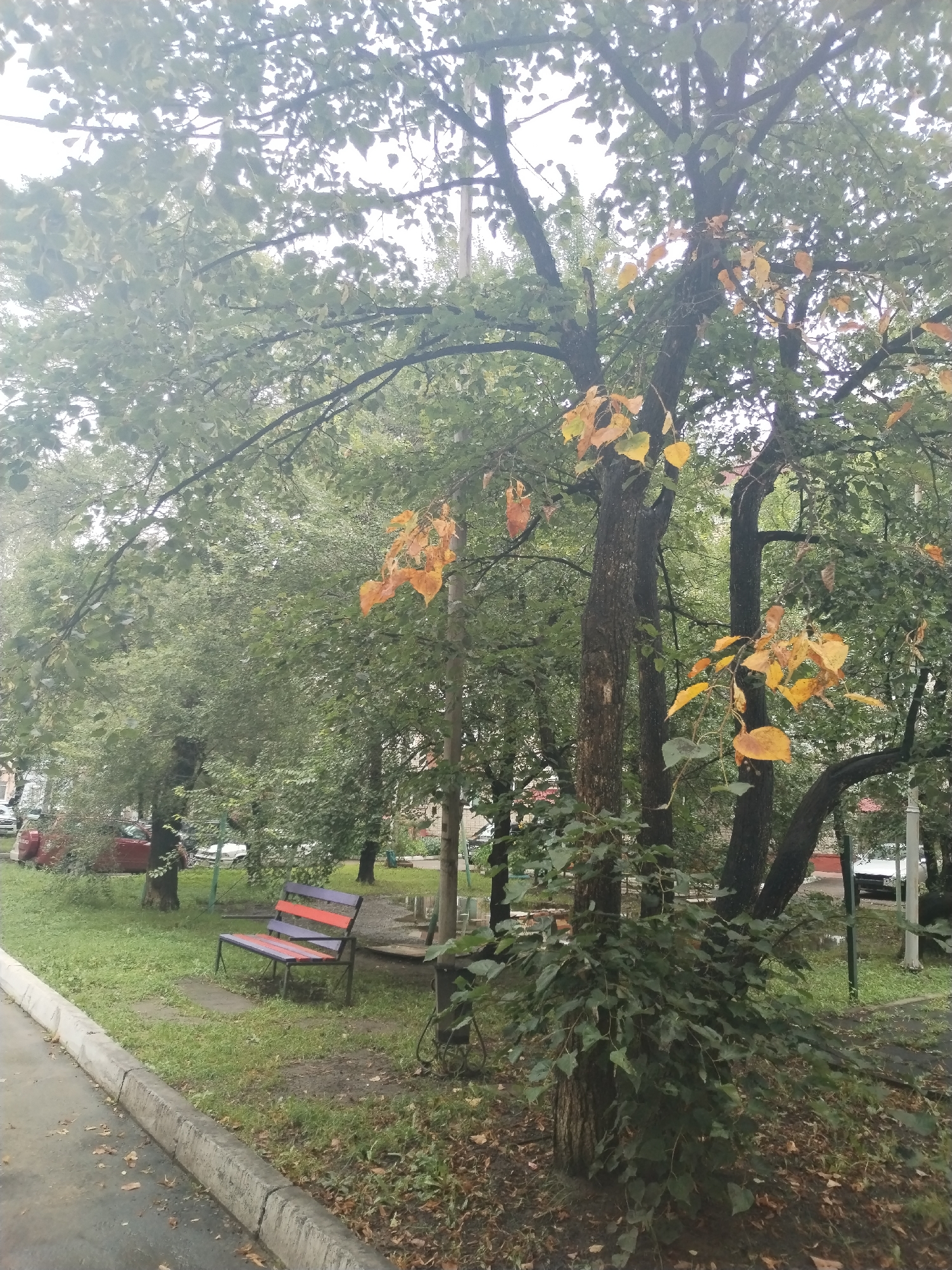 A street view in Ussurijsk, Russia, features a patch of green grass with fallen leaves scattered on the ground, bordered by a concrete curb and a paved area. A park bench, painted with purple and orange slats, sits on the grass under a cluster of trees. The trees display a mix of green and yellow leaves, suggesting the transition into autumn. In the background, several cars are parked along the street, and buildings can be partially seen through the foliage. The sky is overcast, casting a diffused light on the scene.