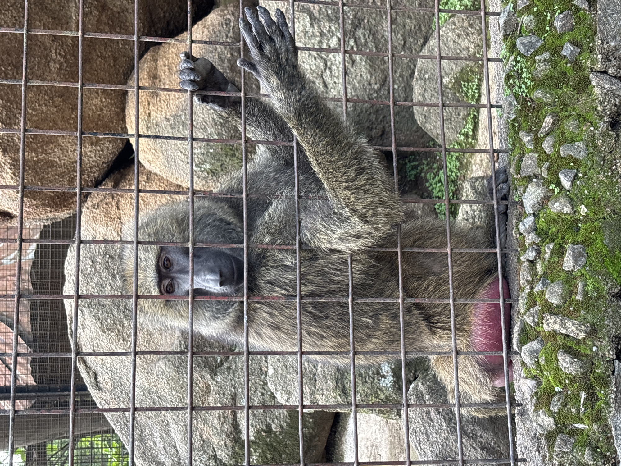 A baboon is visible through a metal cage at a zoo in Jos, Nigeria. The baboon is seated and facing the camera, with its left arm resting on the cage. It has dark fur, a dark face, and a prominent pink rump. Behind the baboon, large rocks and some vegetation are visible. The foreground shows a moss-covered stone wall.