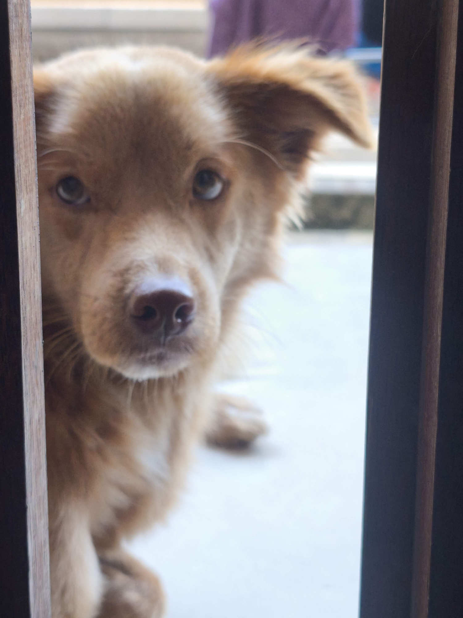 A medium shot captures a tan-colored dog peering around a wooden doorway. The dog's head is tilted slightly, and its eyes are looking directly at the camera. Its fur is fluffy, and its ears are perked up. The background is blurred, but it appears to be an outdoor setting with some buildings visible. The scene suggests a moment of curiosity or slight apprehension from the dog as it observes its surroundings.