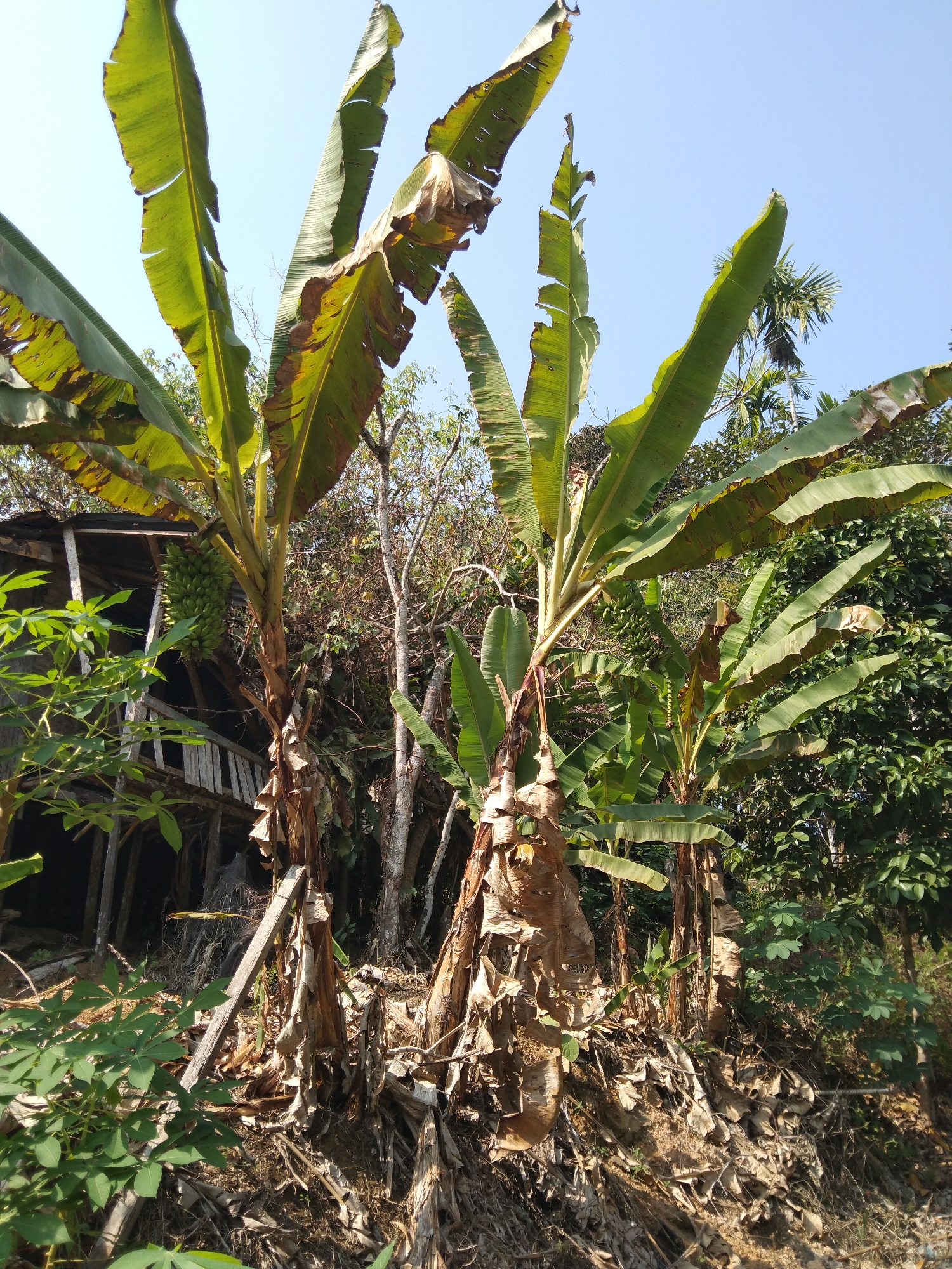 In Gemuhan Asa, Indonesia, an outdoor scene is captured under a clear, bright sky. The foreground is dominated by several mature banana trees with their characteristic large, broad leaves, some showing signs of browning and drying. One of the banana trees on the left displays a large bunch of green bananas. To the left of the banana trees, a portion of a dilapidated wooden structure, possibly a shed or dwelling, is visible, featuring weathered planks and support beams. In front of the structure and to the left of the banana trees, green leafy plants are growing. The background consists of dense foliage, other trees, and a clear blue sky. The ground is covered with dry leaves and soil, indicating a natural, possibly rural or semi-rural environment. The image has a natural, unfiltered quality, suggesting it was taken during daylight hours.