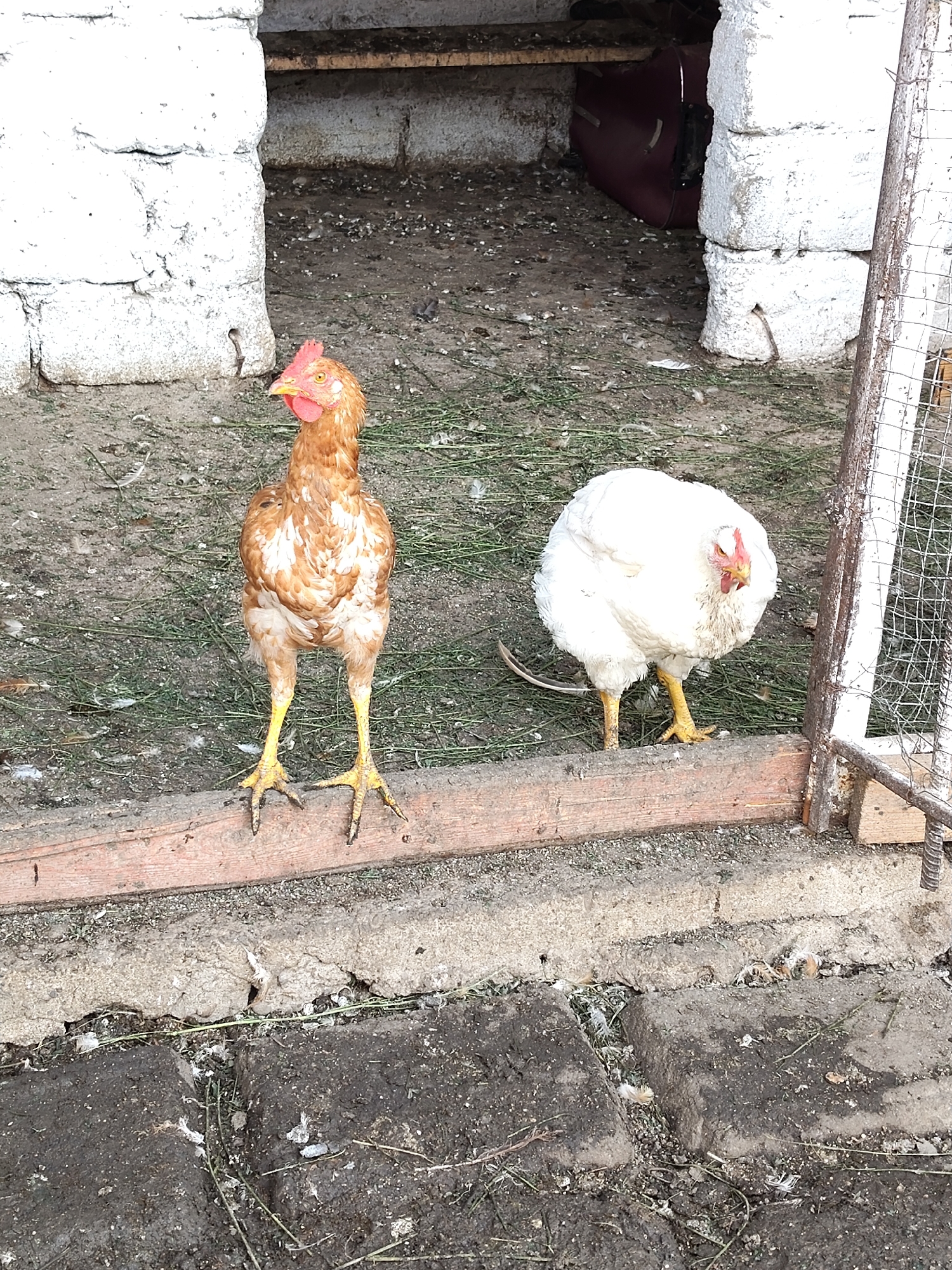 Two chickens are in an outdoor enclosure. The chicken on the left is brown and white with yellow legs and stands facing forward. The chicken on the right is white with yellow legs and is facing the left chicken. The ground is dirt and grass and there are some white bricks and a wooden plank in the foreground. The background is a blurry building. The scene is in Mîndîc, Moldova.