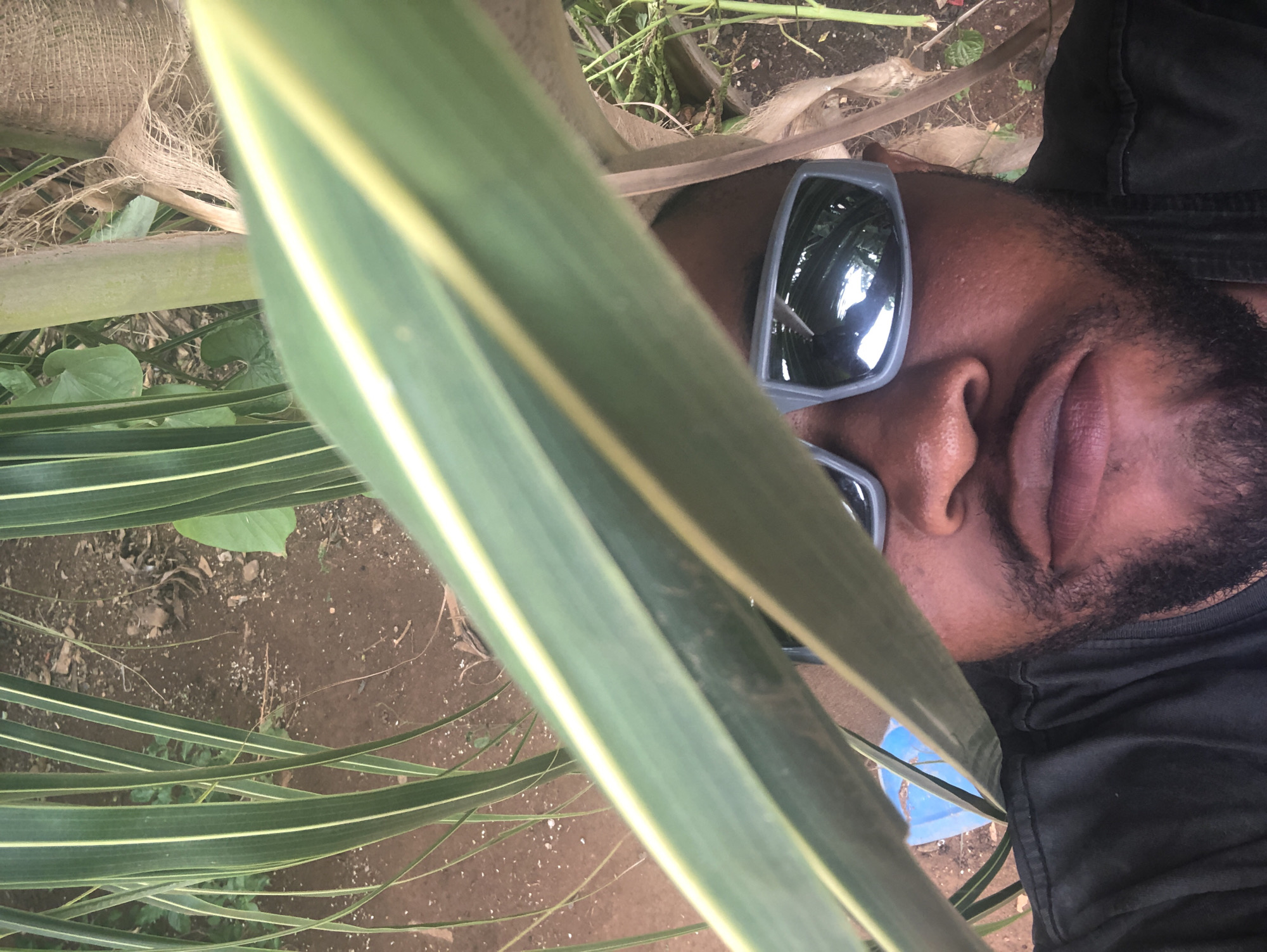 An eye-level, outdoor, close-up photograph presents a person wearing sunglasses lying on their side. The location is a plot of land in the city of Unknown, Unknown. The individual wears a black shirt and has dark hair and facial hair. The sunglasses' lenses reflect the surrounding environment. A plant with green and yellow striped leaves dominates the foreground, partially obscuring the person's face. Behind the person, the ground is visible, along with other plants and organic debris.