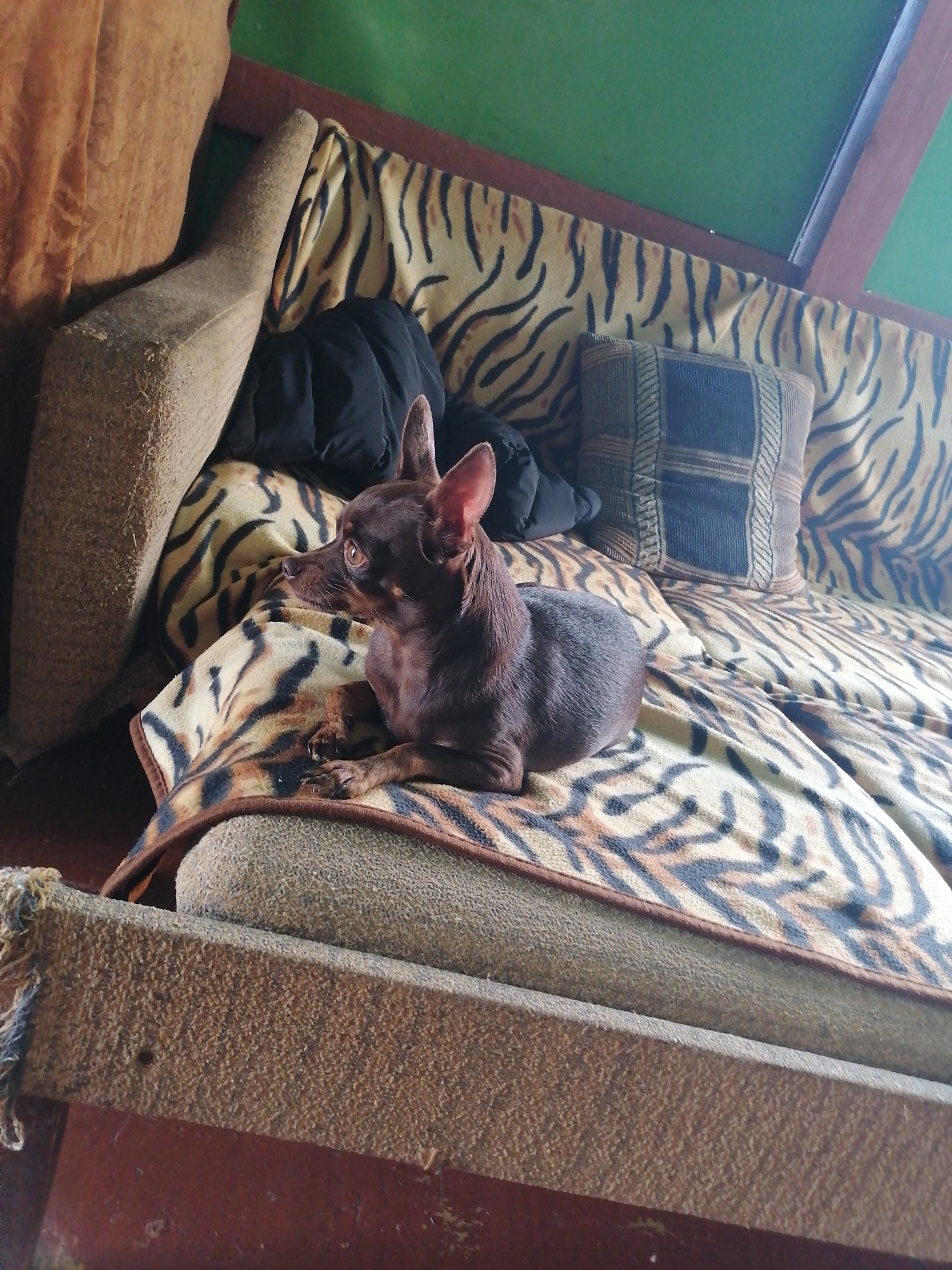 A small, brown Chihuahua is resting on a sofa with a tiger-striped blanket. The sofa has a brown, textured armrest. In the background, there is a dark object that appears to be a jacket or bag, and a decorative pillow with a geometric pattern. The wall behind the sofa is painted green, and there are wooden beams visible. The overall setting appears to be indoors, likely a living room or a common area, in Novopokrovka, Russia.